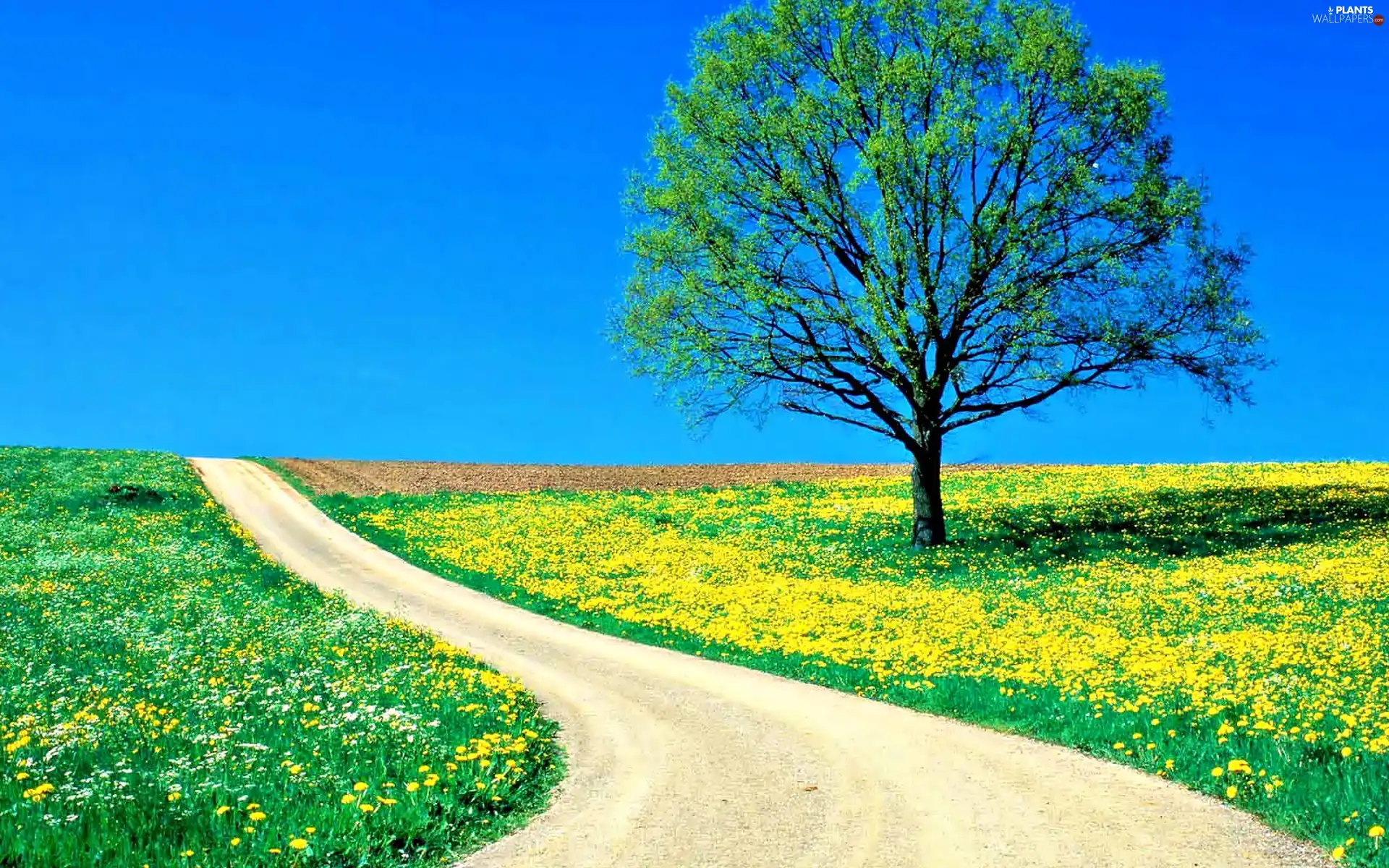 Spring, lonely, sapling, Path