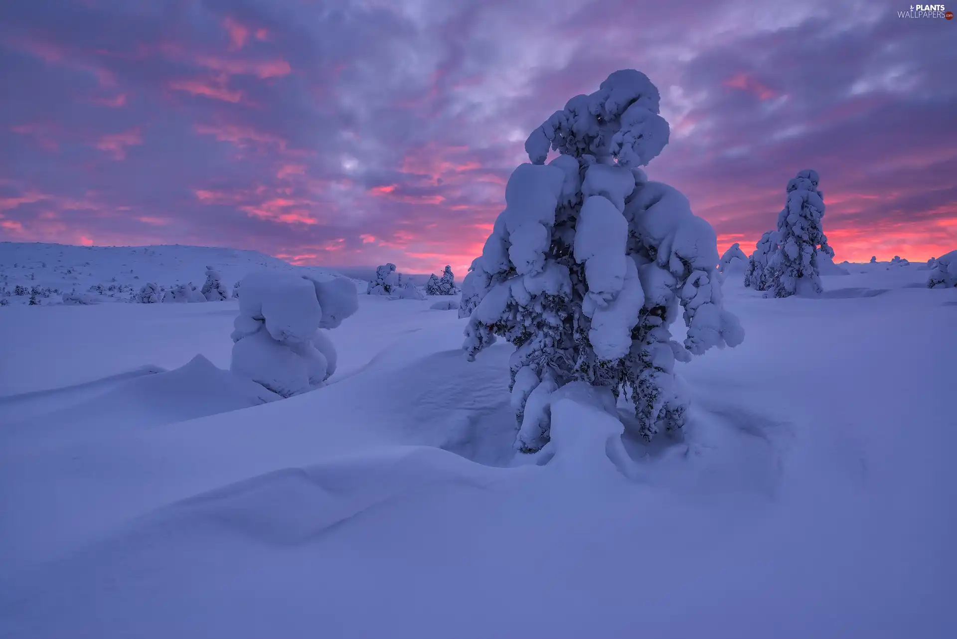 snow, Sunrise, Snowy, Sapling, drifts, winter