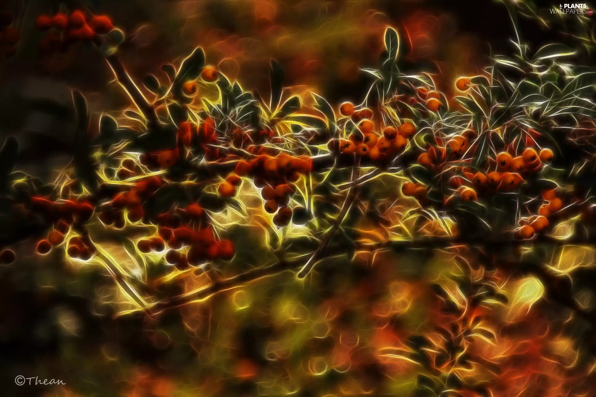 Scarlet firethorn, Fractalius