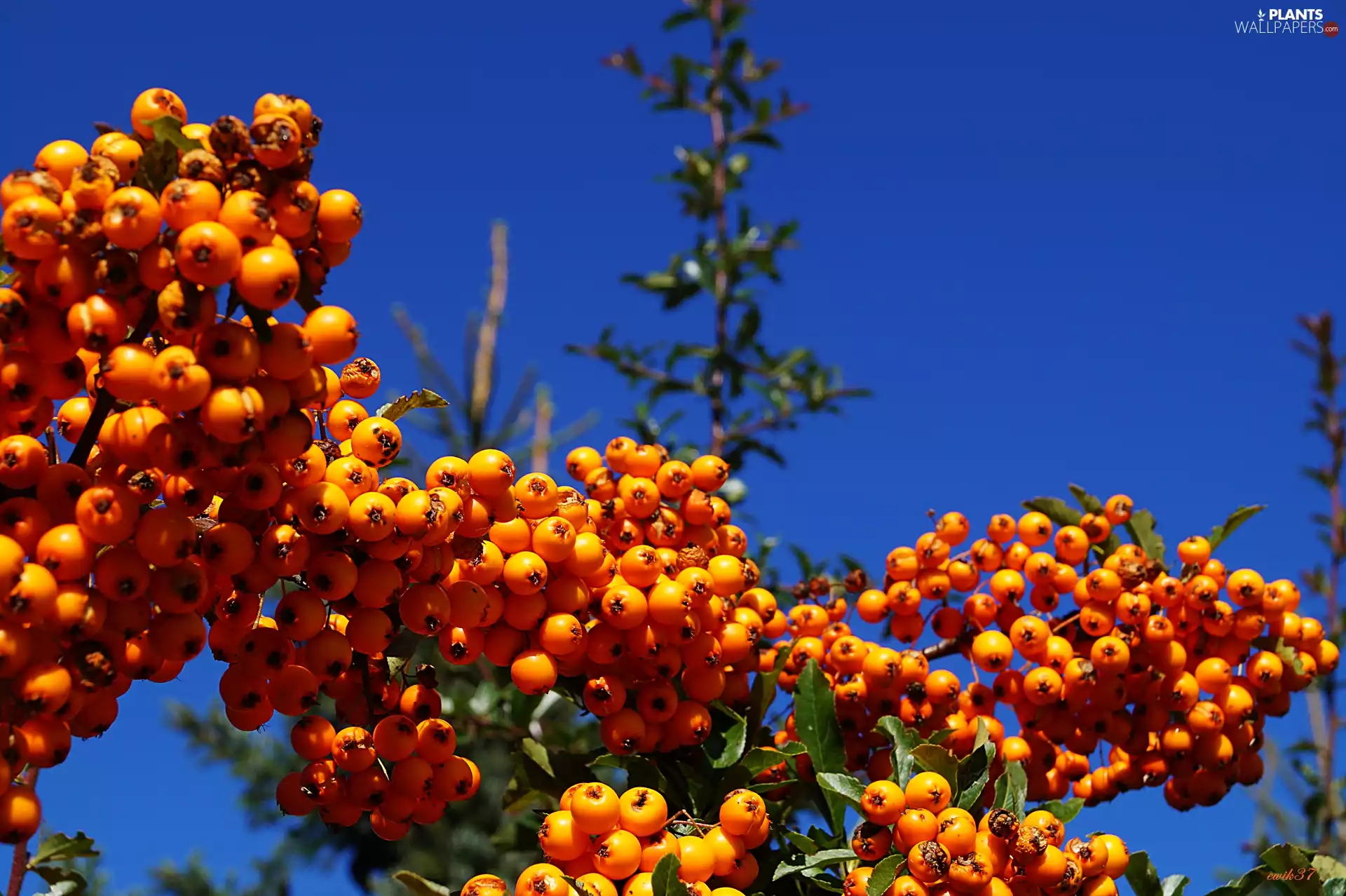 glimmer, Fruits, Sky, scarlet