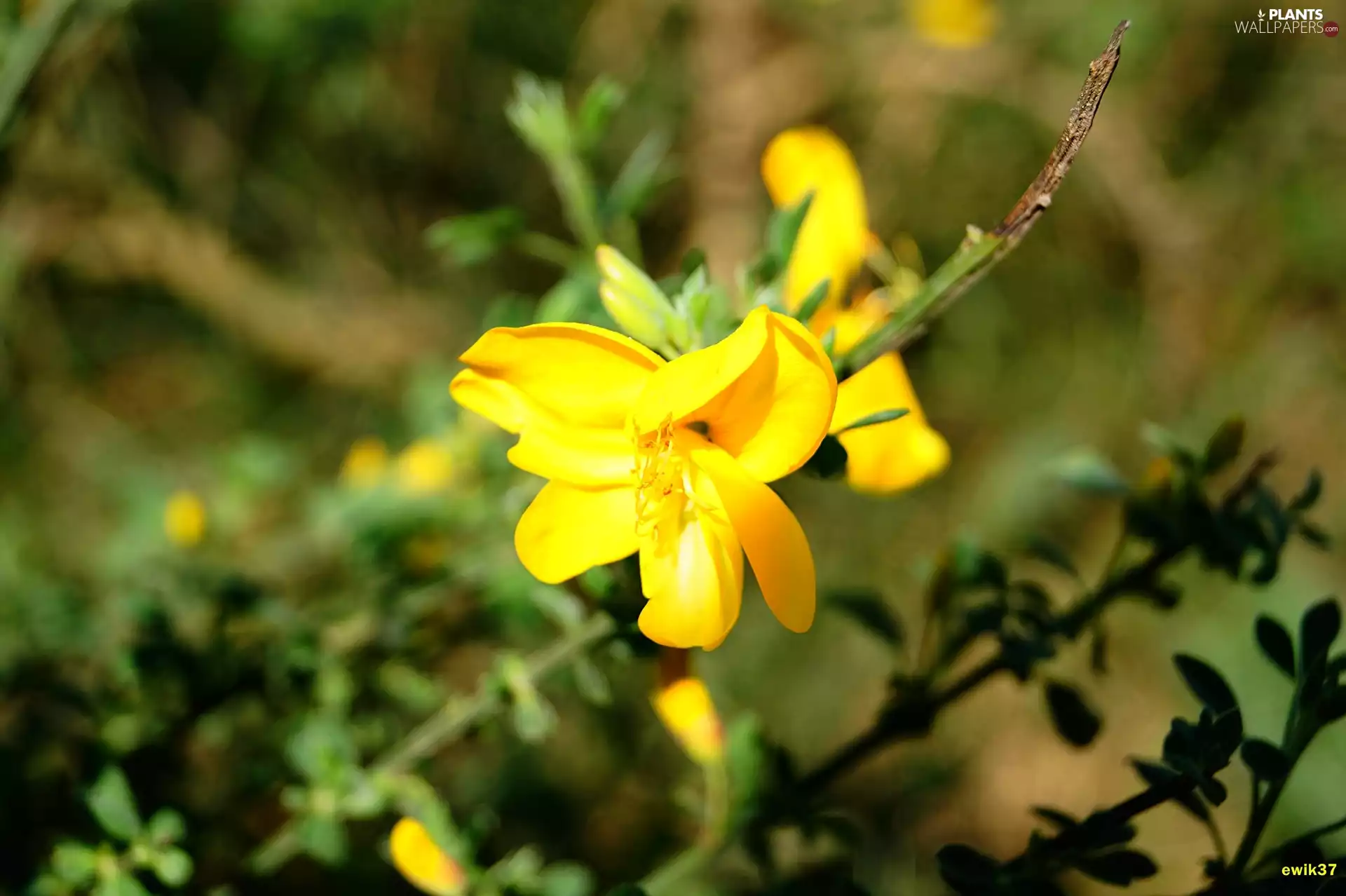 forest, Colourfull Flowers, Scotch Broom, Yellow