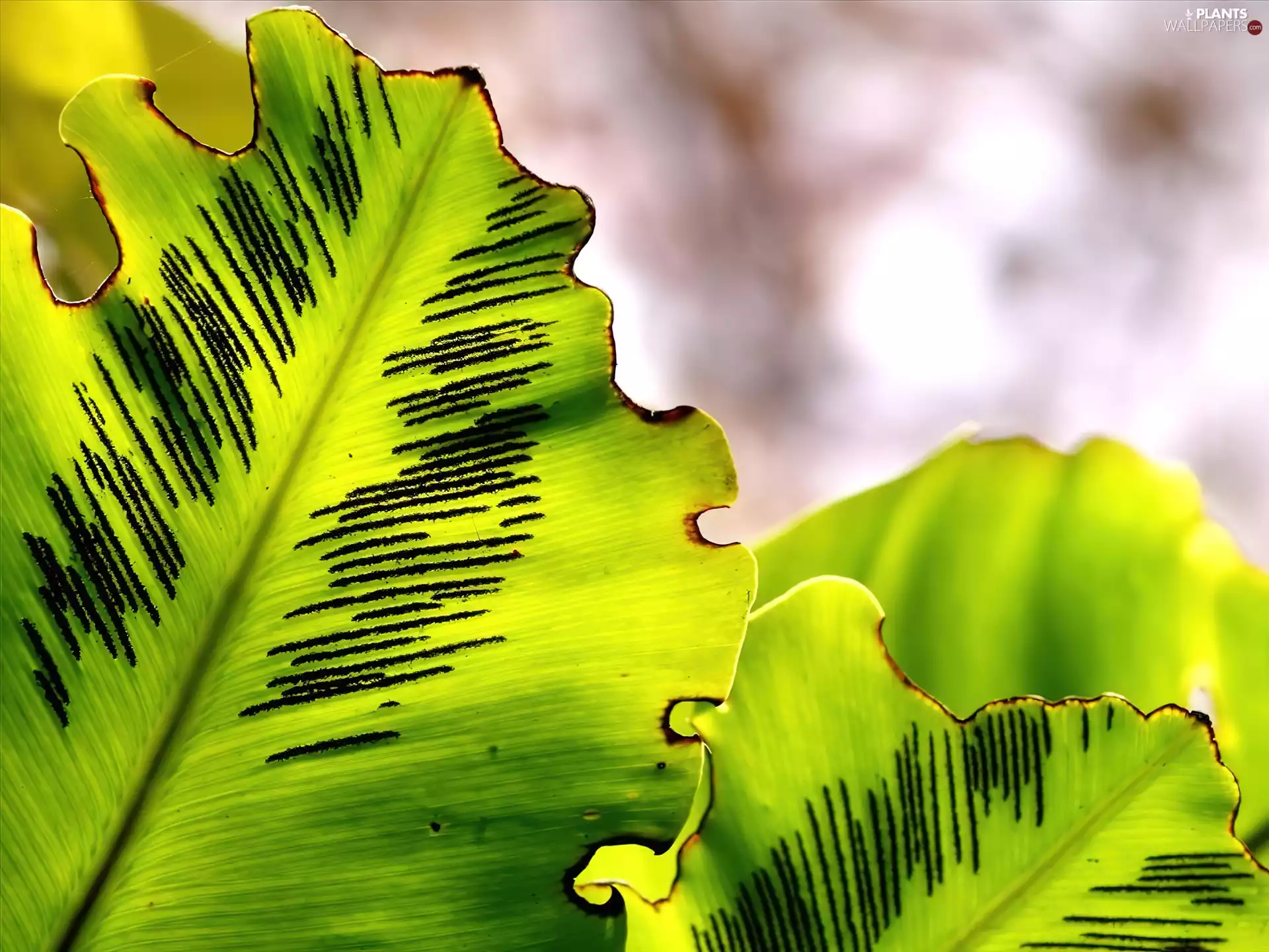 Leaf, green ones, scratched