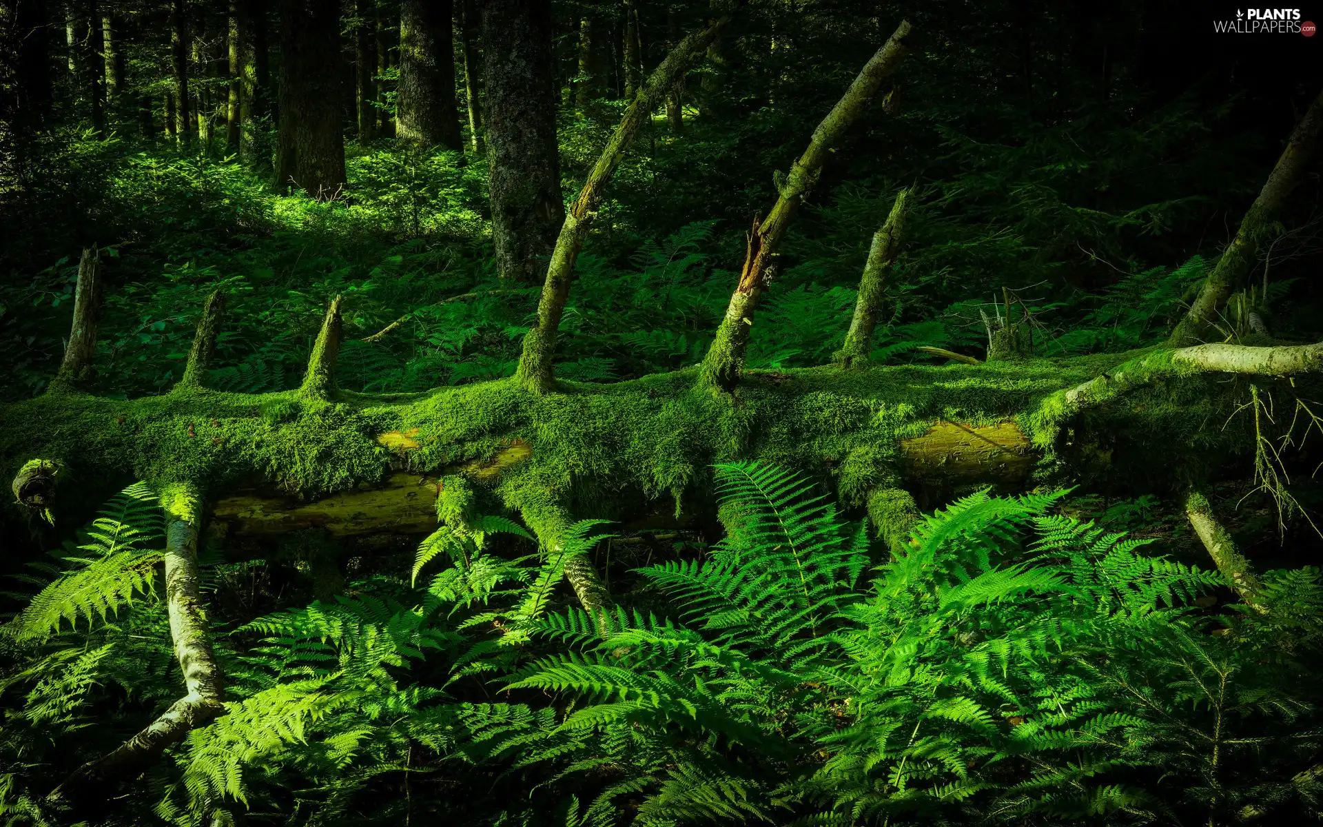 scrub, forest, trees, viewes, trunk, fern, Struck, mossy, trees