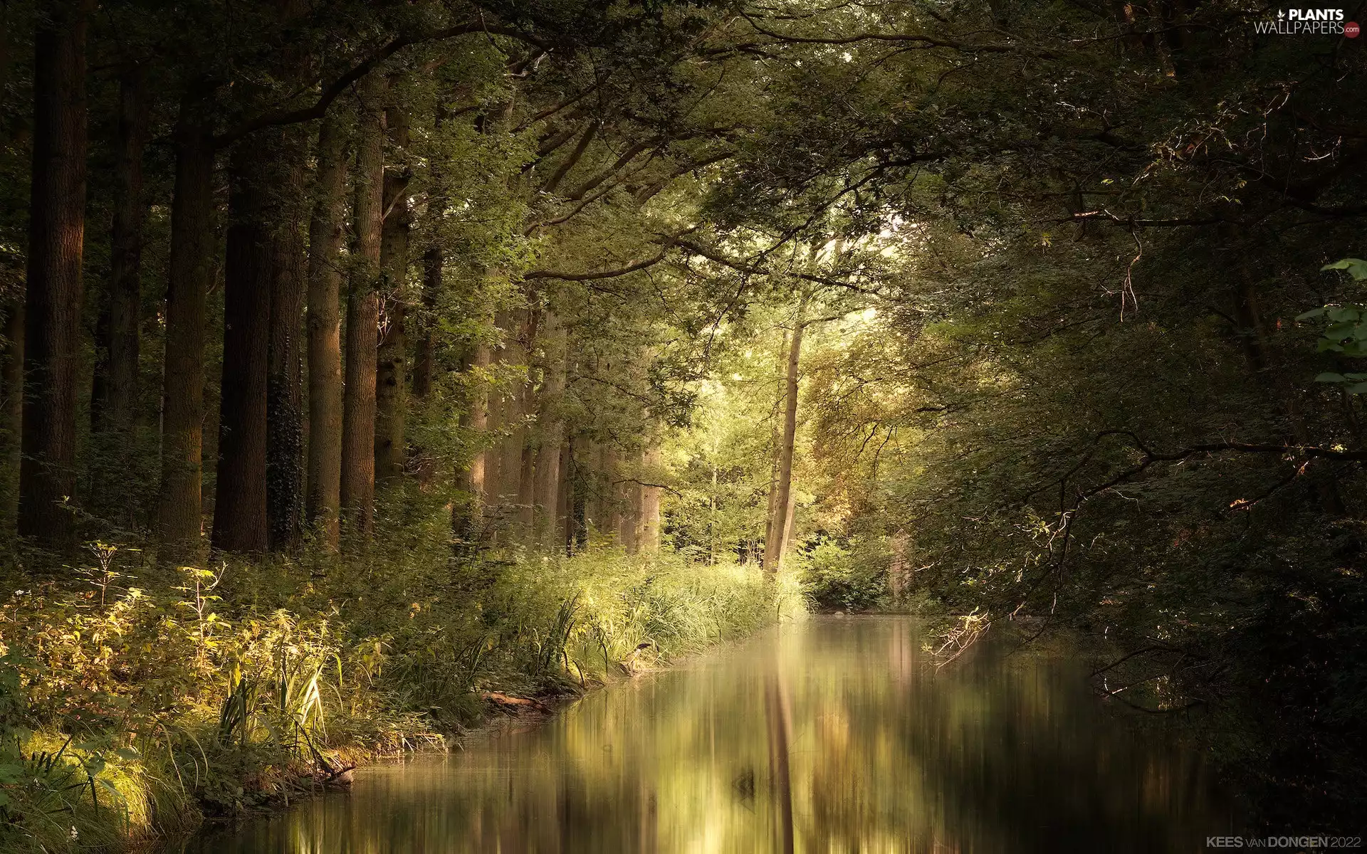 viewes, forest, Bush, scrub, River, trees