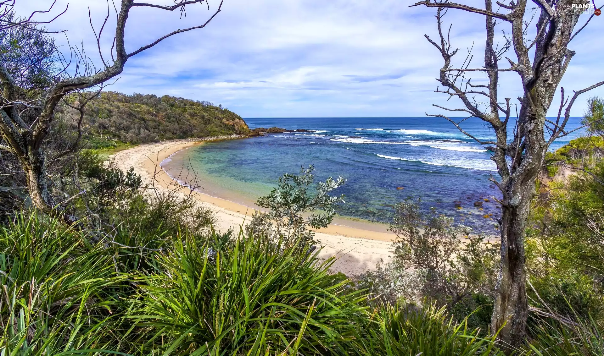 sea, coast, Plants, Beaches, viewes, New South Wales, Australia, trees