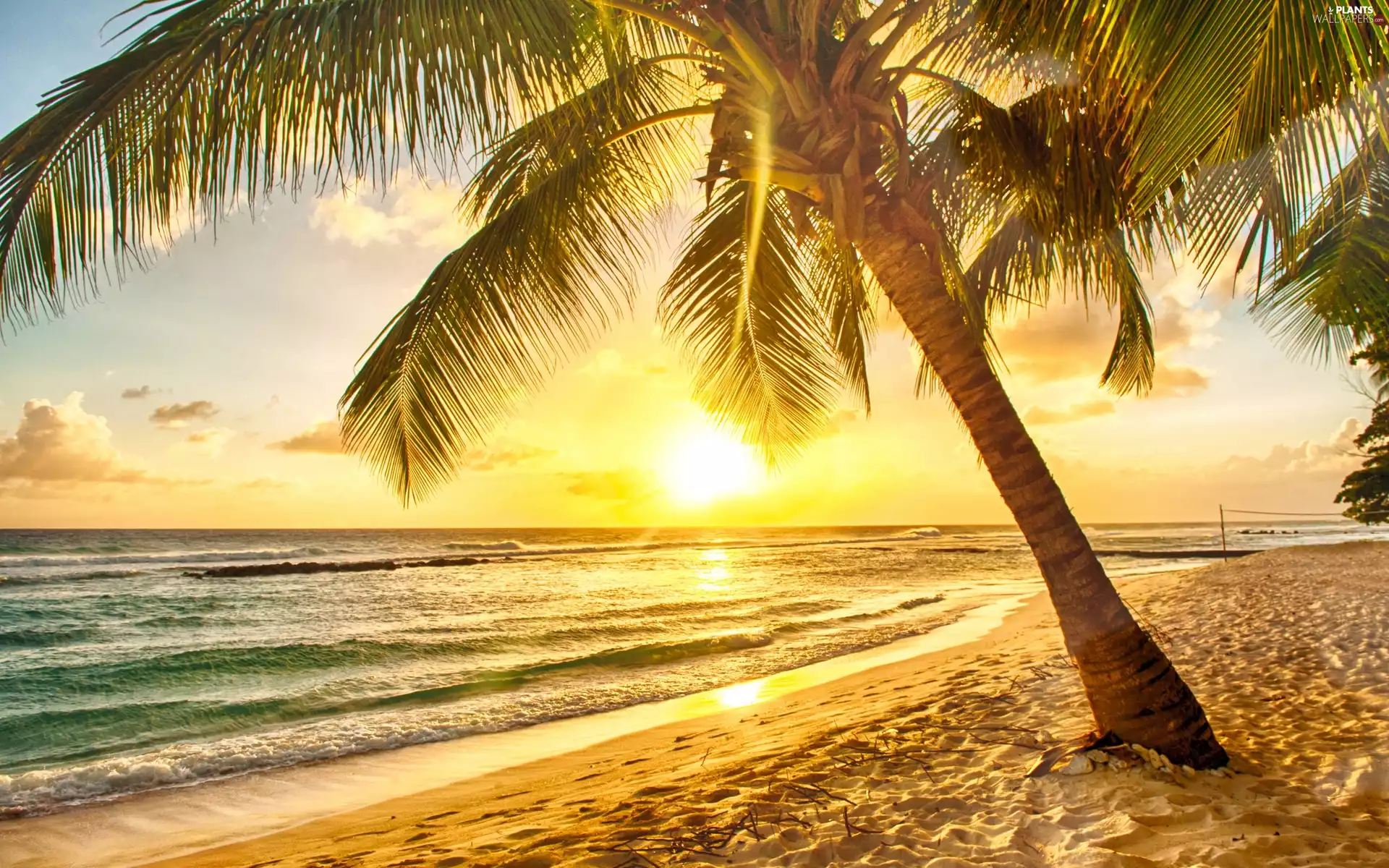 Beaches, sun, Palms, sea