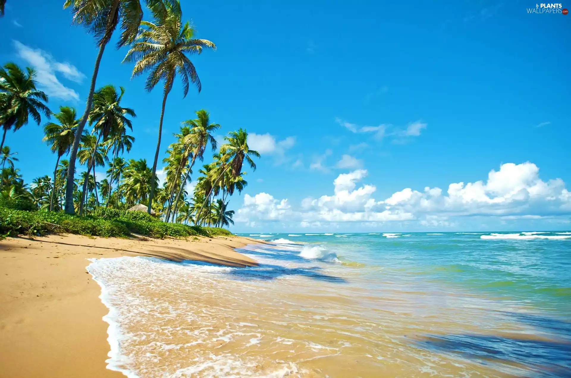 Beaches, Palms, Sky, sea