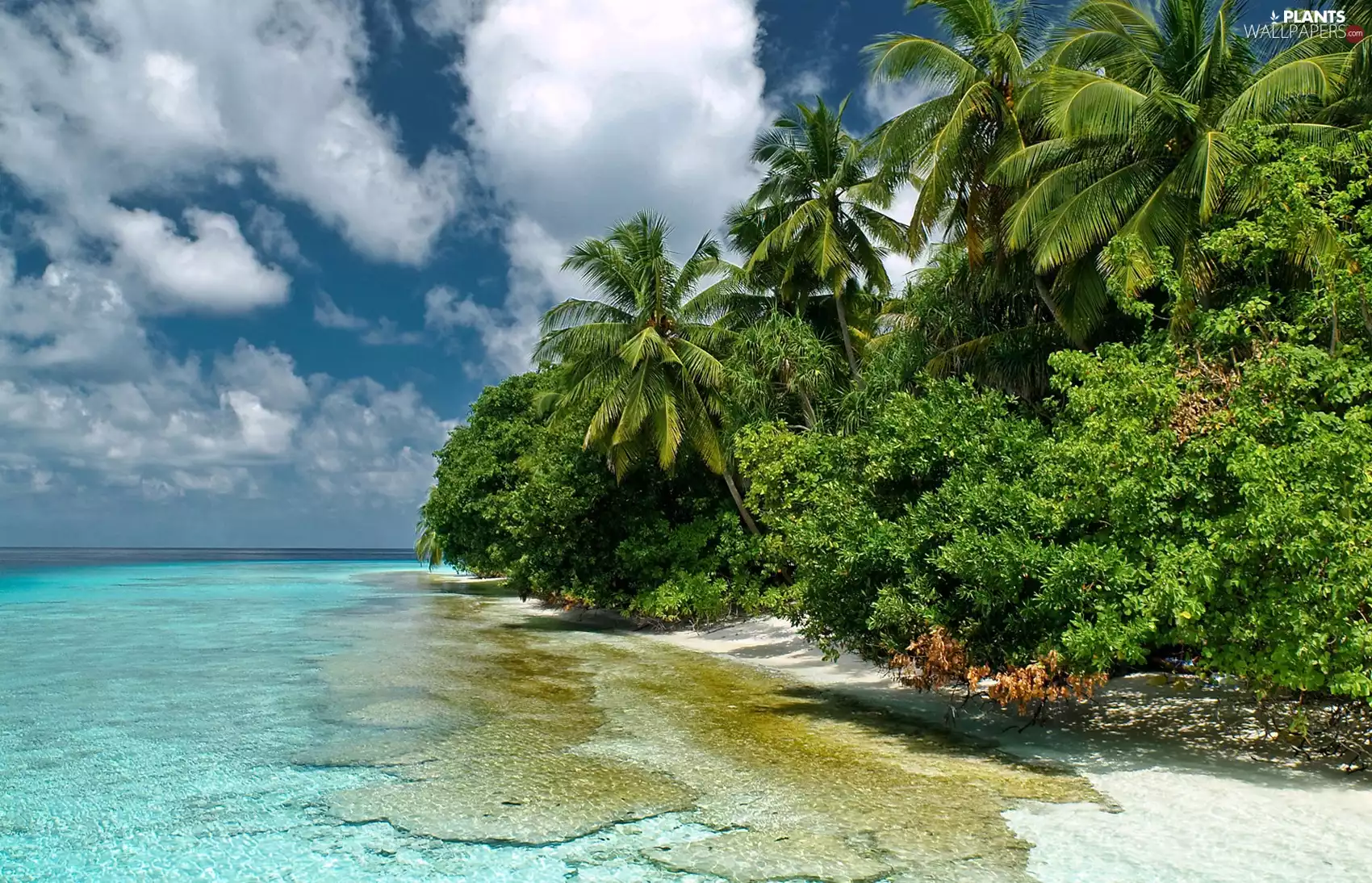 clouds, coast, Palms, sea