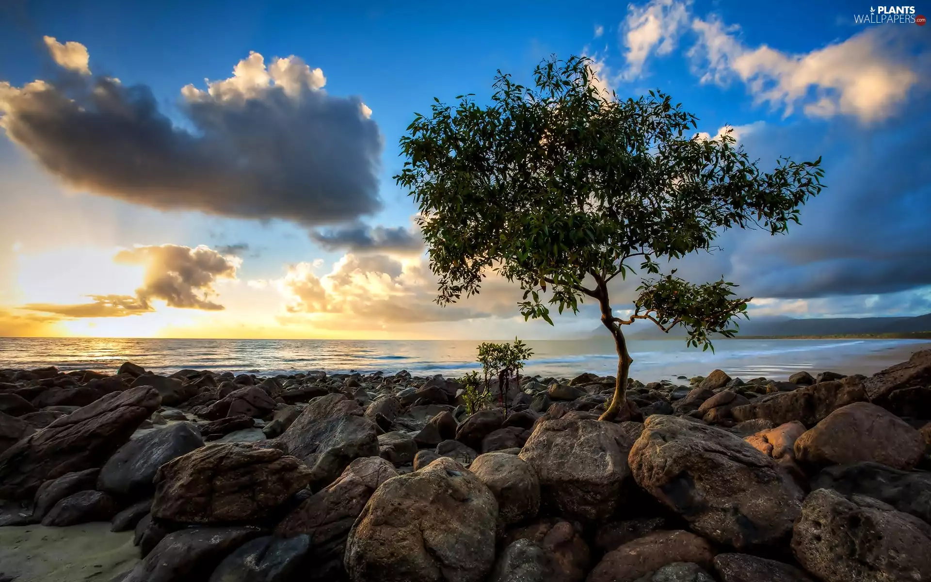 rocks, Sunrise, clouds, sea, trees, Coast