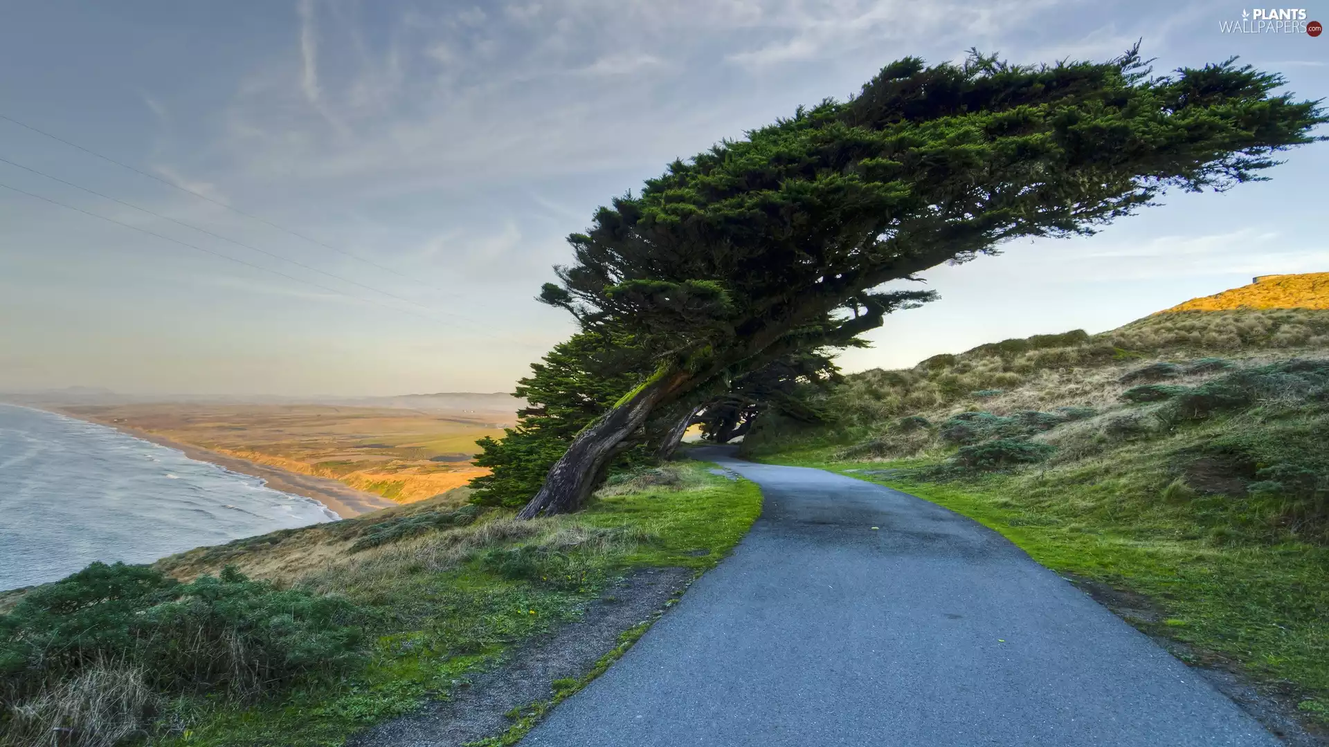 Coast, roads, trees, sea