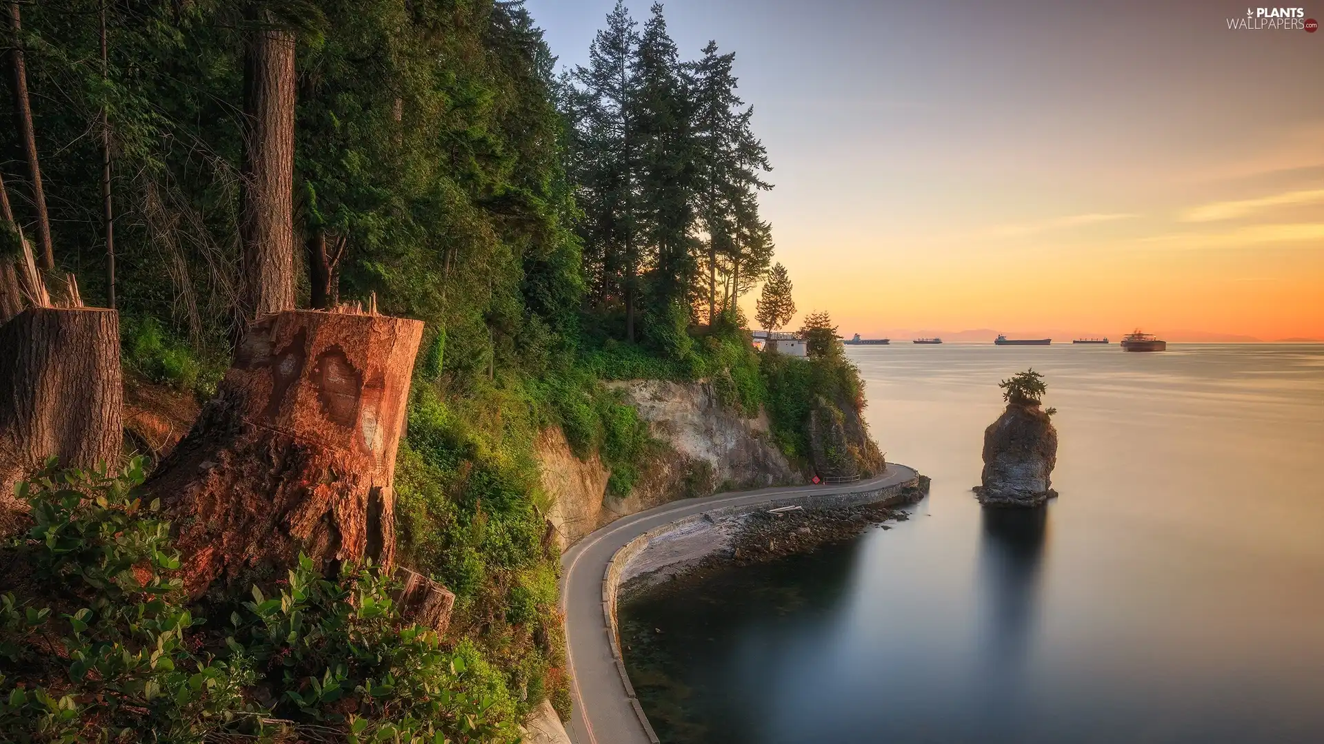 Stems, Way, forest, Islet, trees, Coast, sea, vessels, Plants, viewes