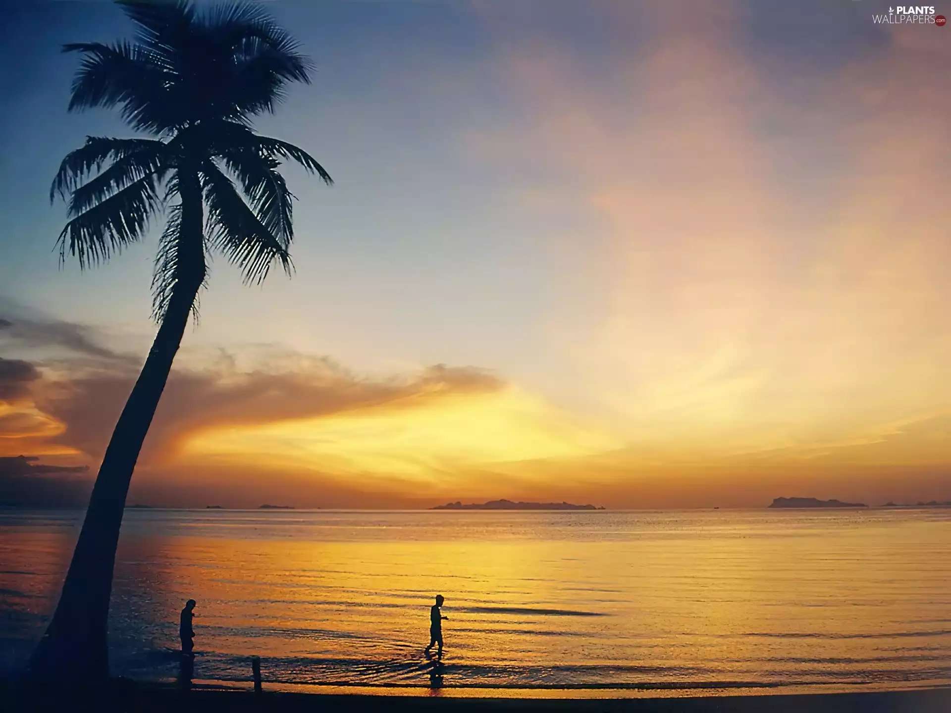 People, sea, Great Sunsets, Palm
