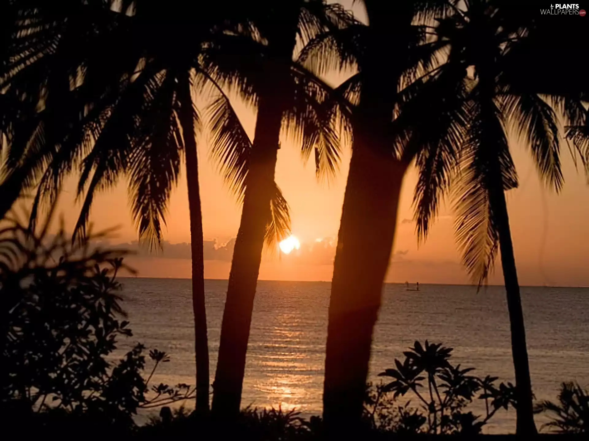 Great Sunsets, Palms, sea
