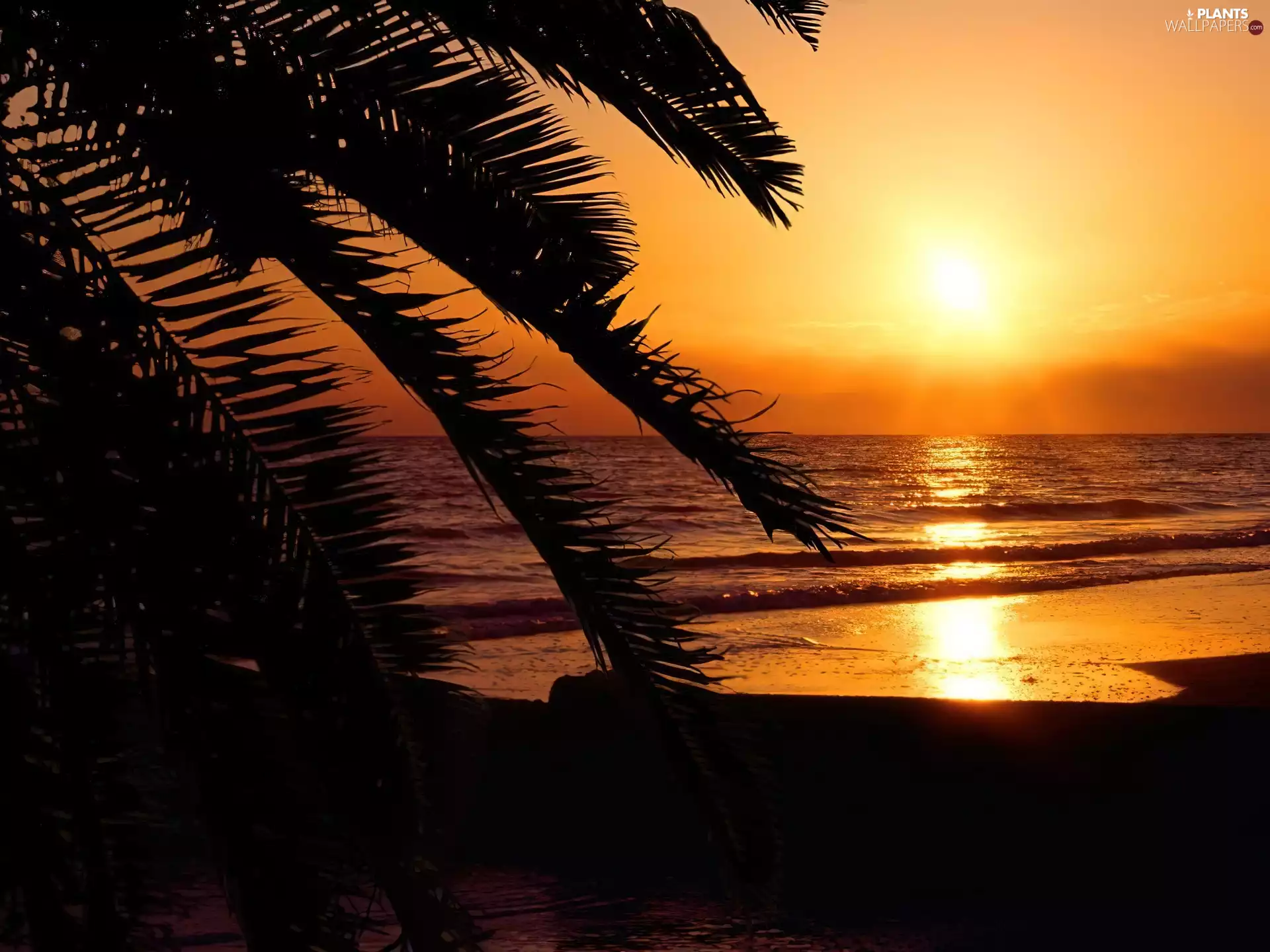 Beaches, sea, Great Sunsets, Palms
