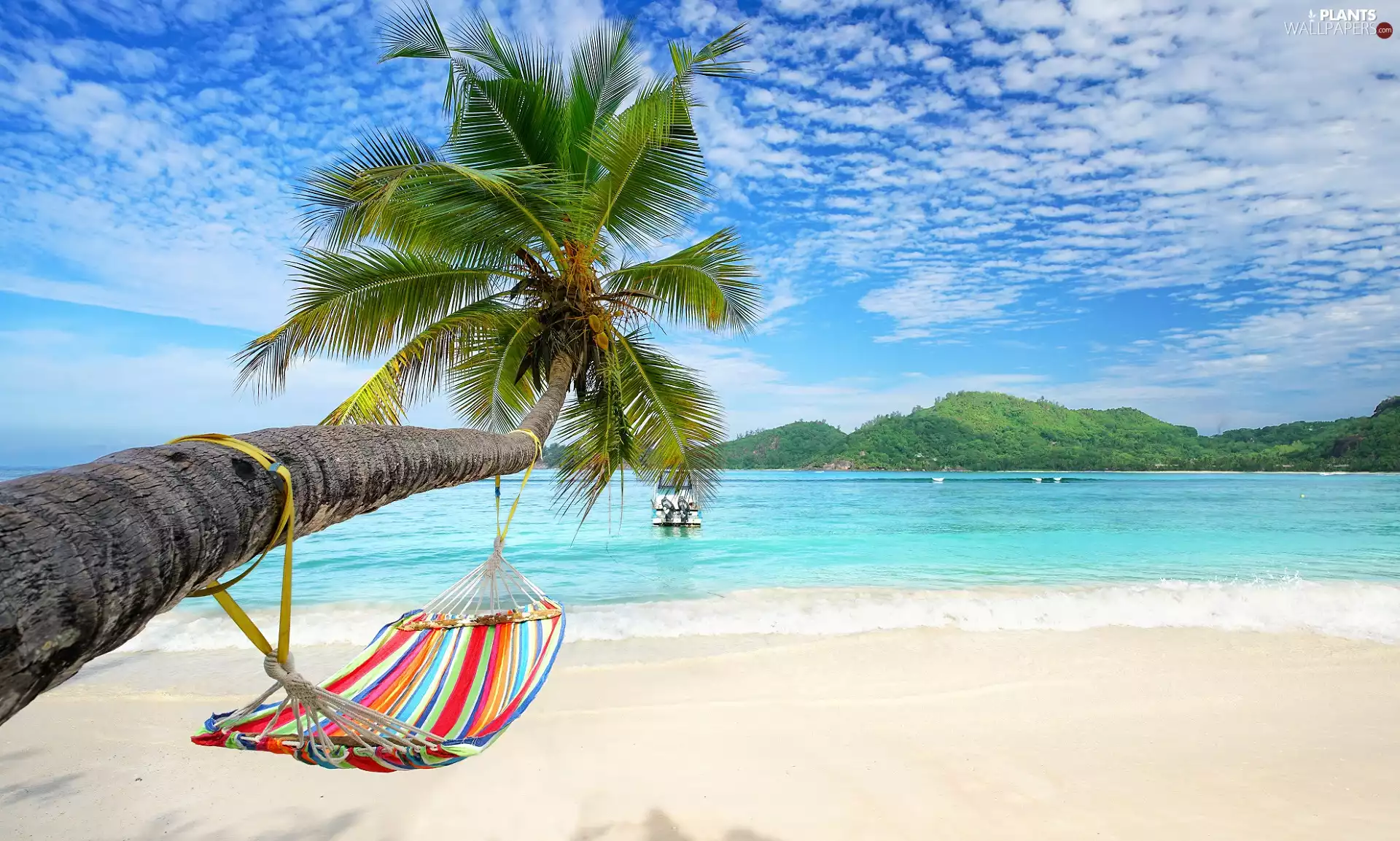 inclined, Beaches, Hammock, sea, holiday, Palm, Tropical