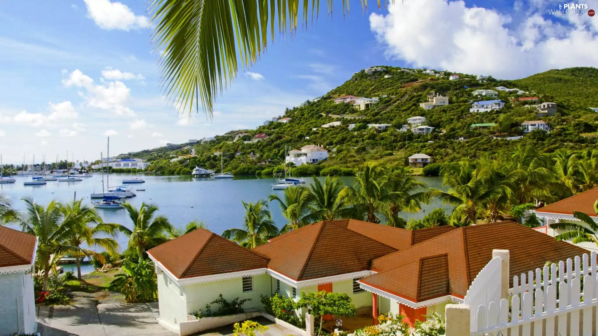Houses, Palms, Caribbean, sea