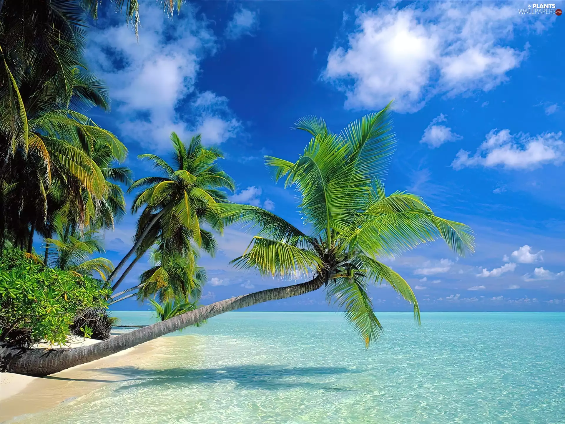 Maldives, Palm, Sky, sea