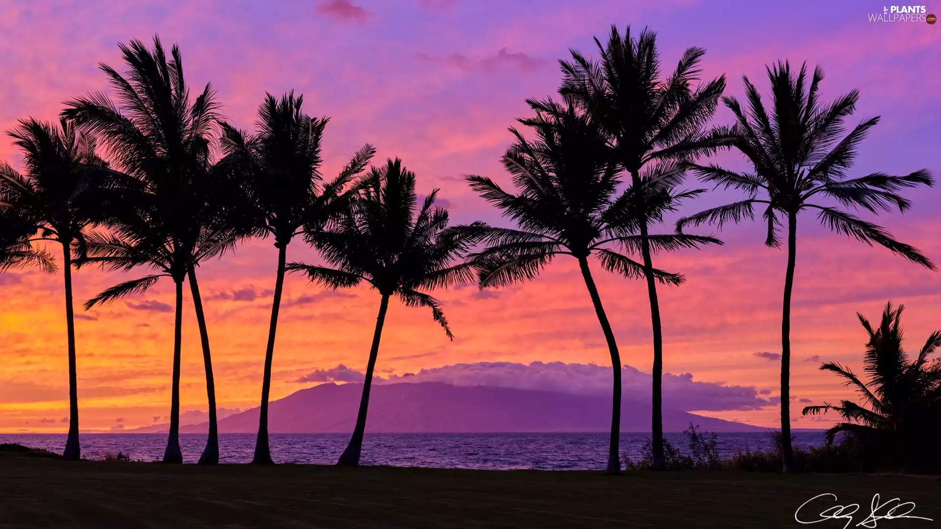 sea, Aloha State Hawaje, Great Sunsets, clouds, Palms, Maui Island