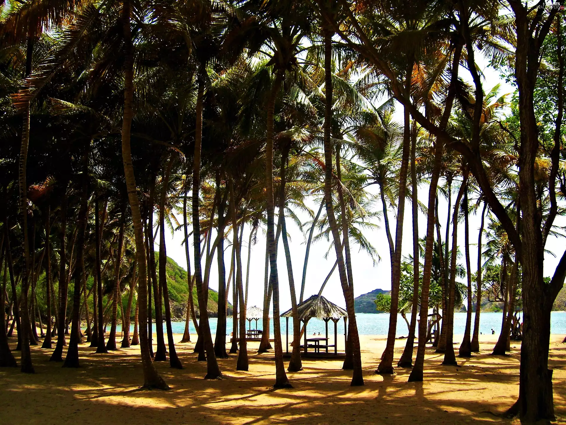 Beaches, sea, Mexico, Palms, Guadeloupe