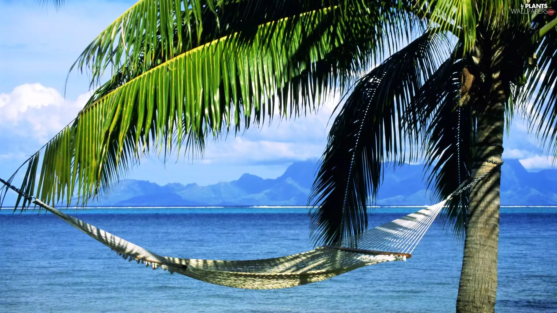 Mountains, Palm, Hammock, sea