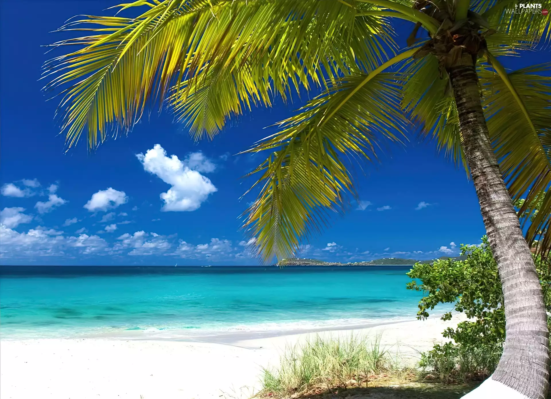 Palm, Sky, holiday, sea