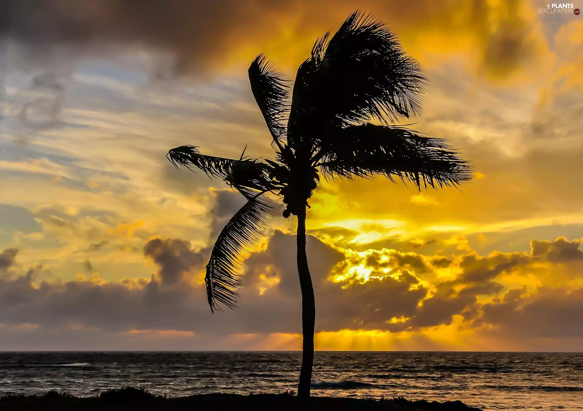 Palm, Great Sunsets, sea