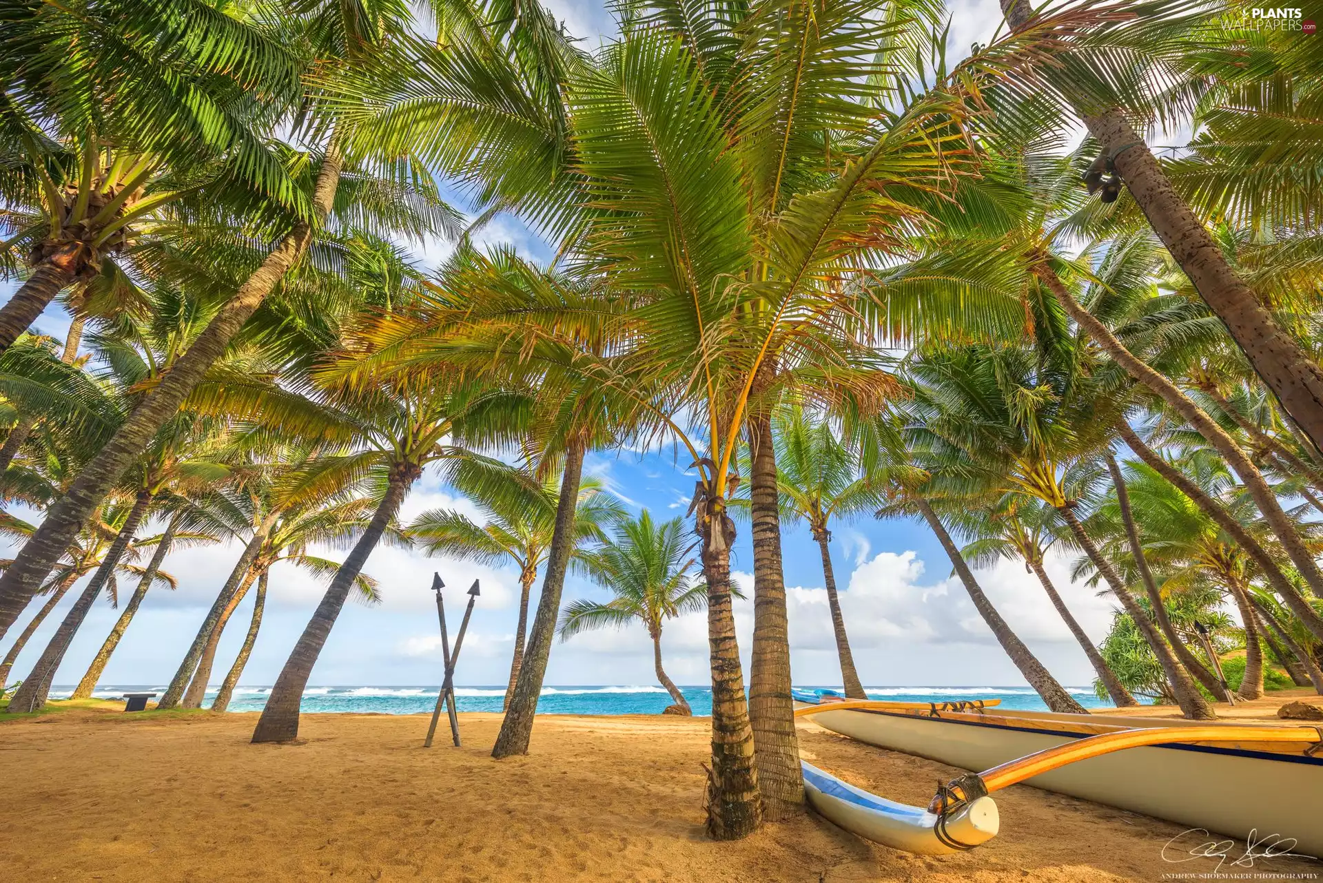 Beaches, Boat, Palms, sea, Aloha State Hawaje