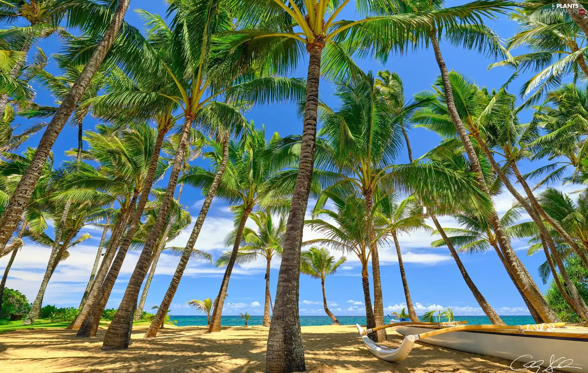 Boat, clouds, Palms, sea, Aloha State Hawaje