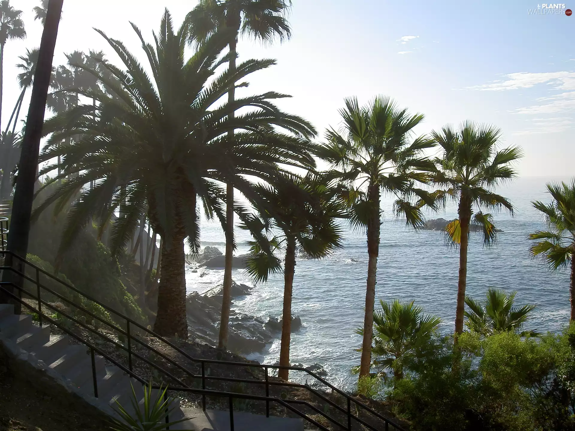 sea, Stairs, Palms
