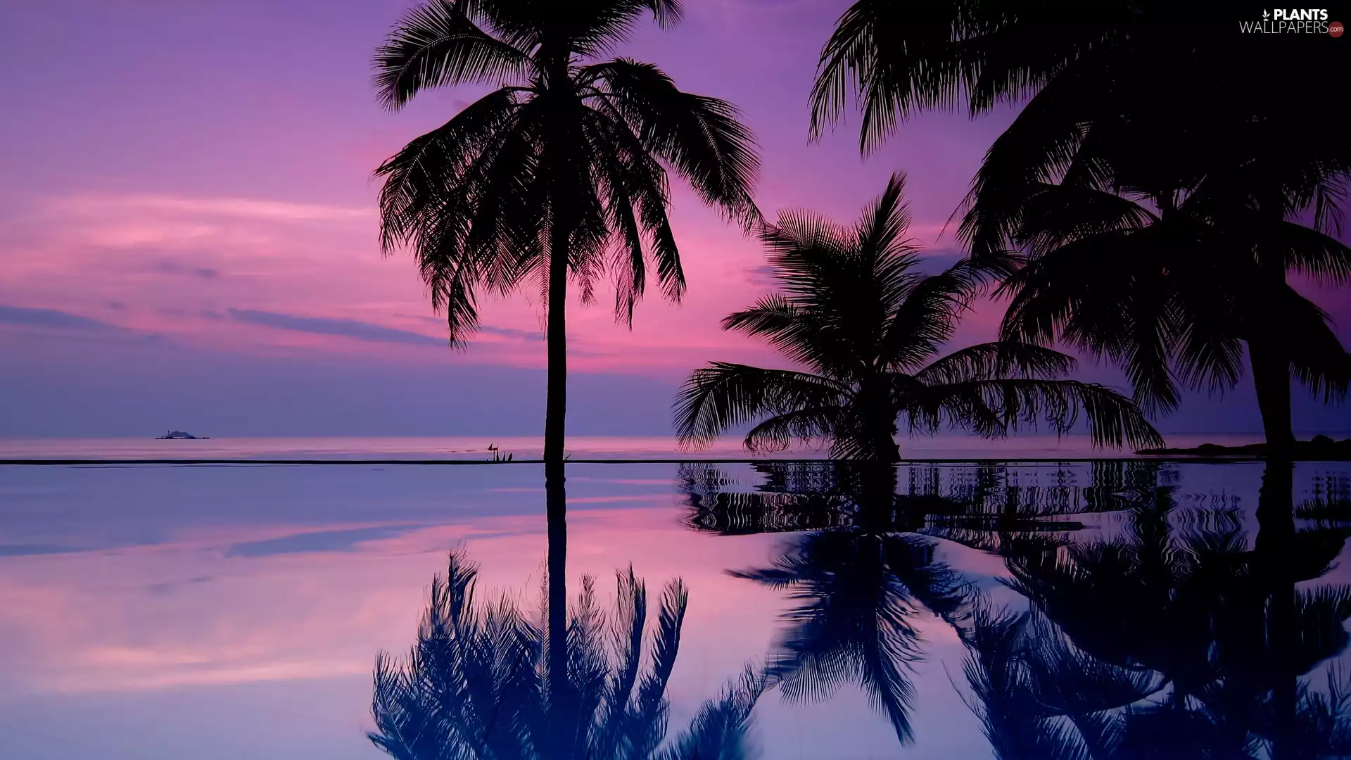 Palms, west, sun, sea