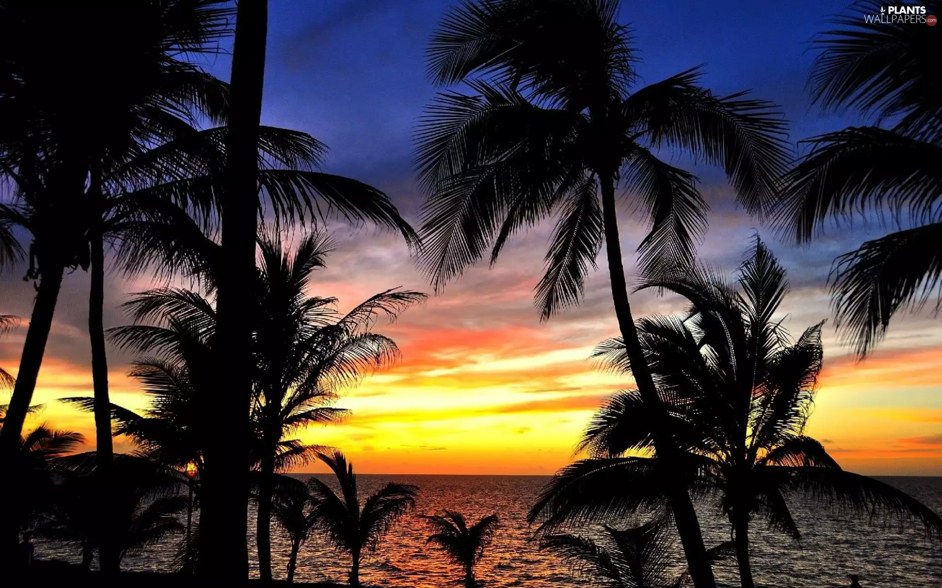Palms, west, sun, sea