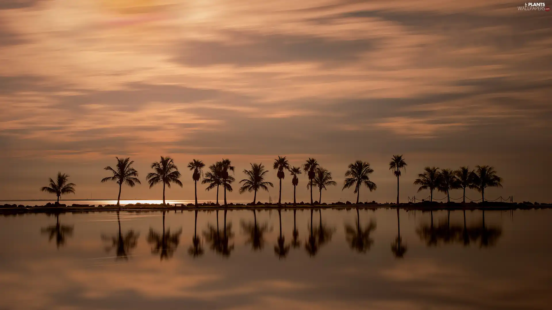 sea, Palms, Miami, Great Sunsets, Floryda