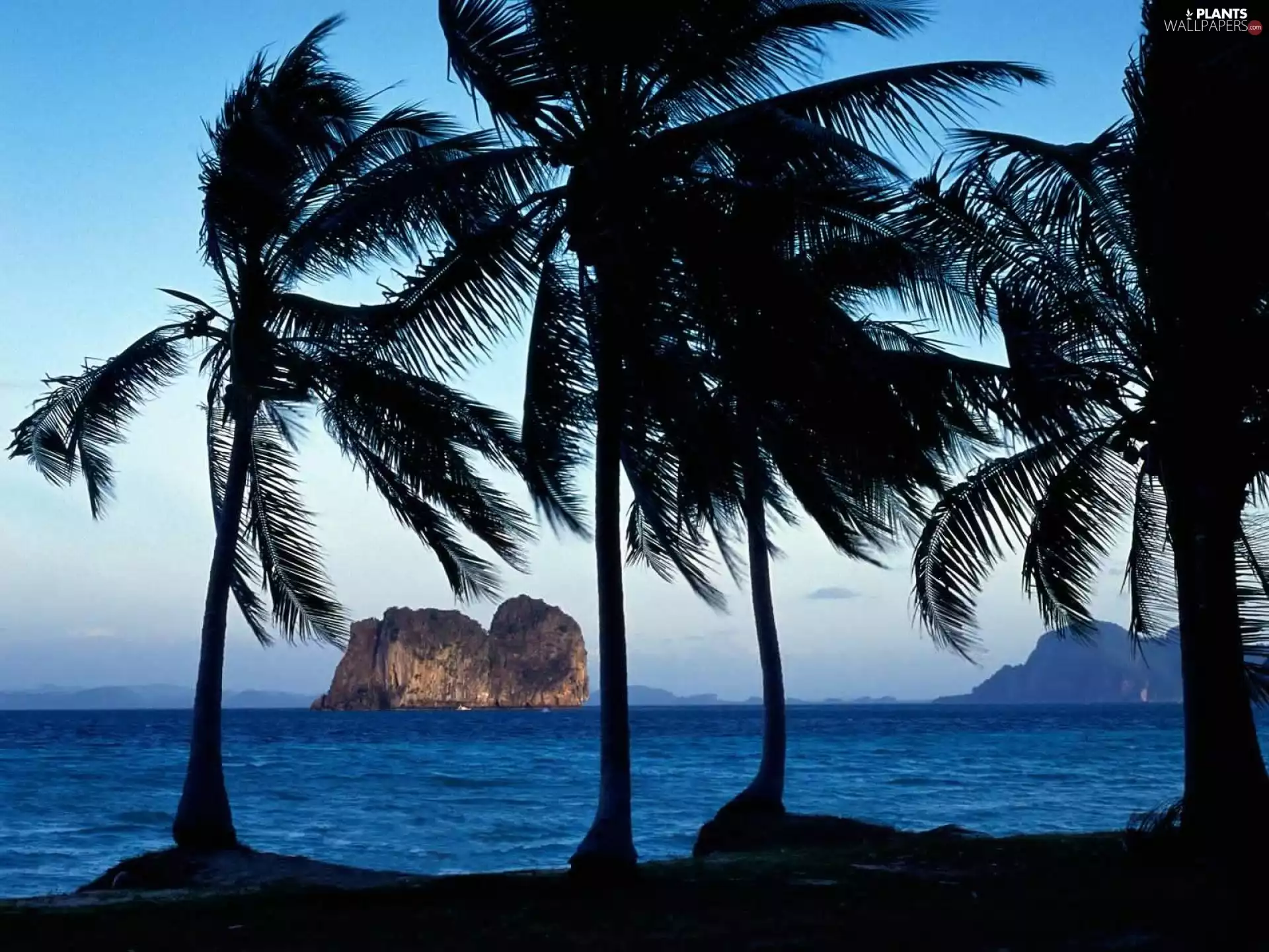 sea, Thailand, Palms
