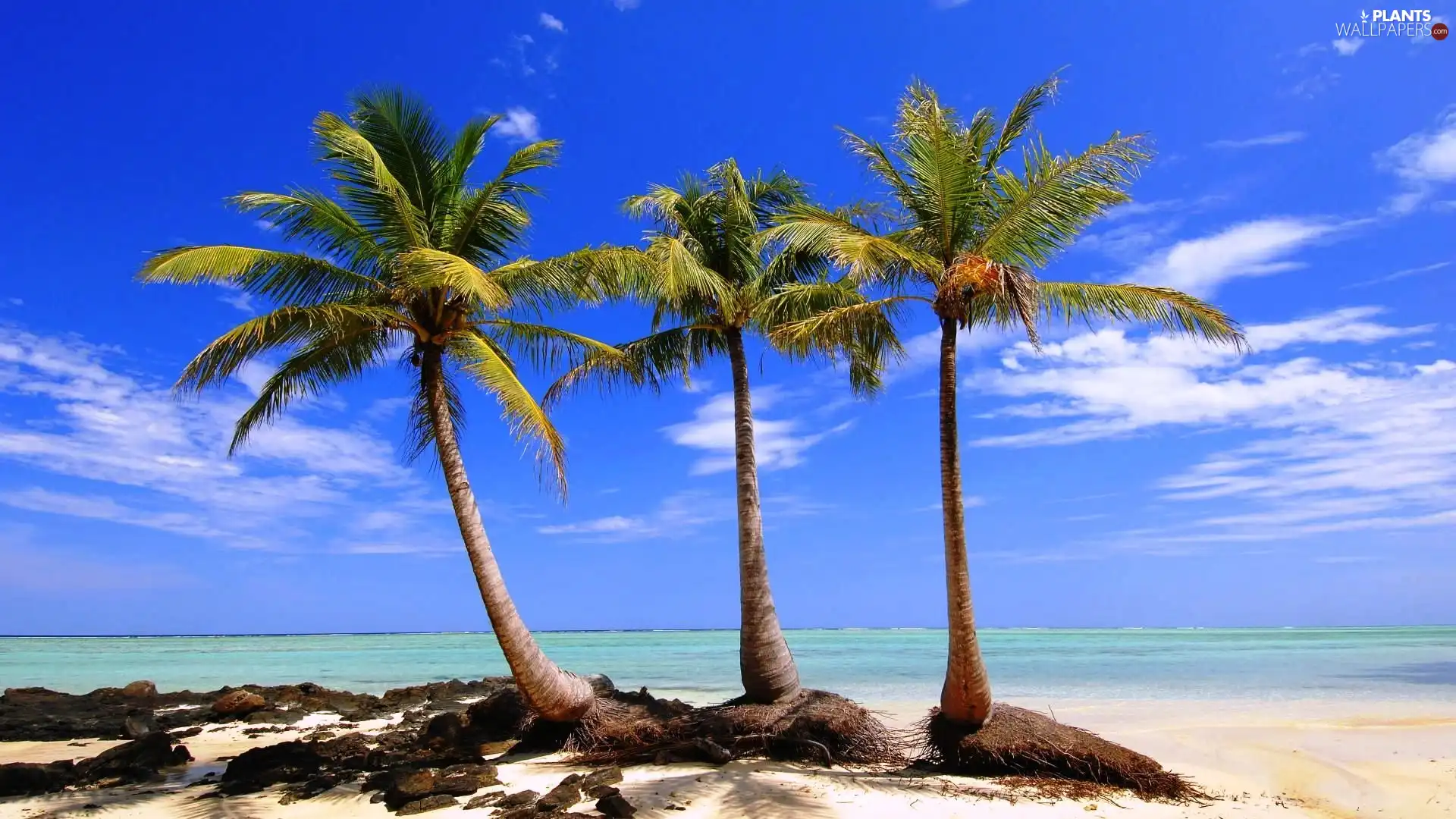 sea, Three, Palms