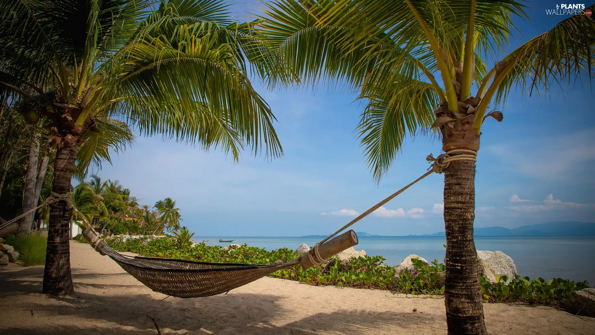 Hammock, sea, Palms, Beaches, Two