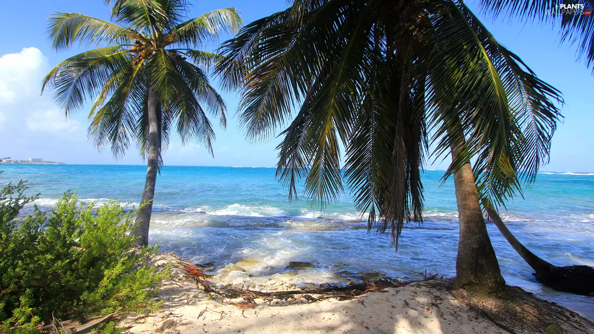 sea, Two, Palms