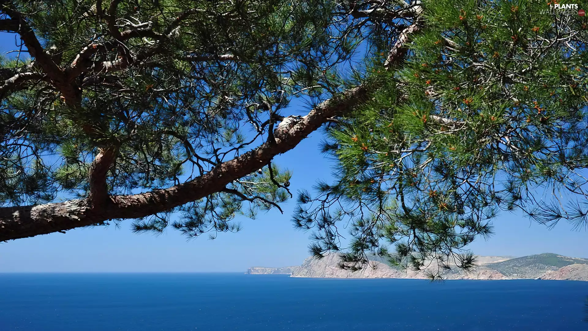 sea, trees, pine
