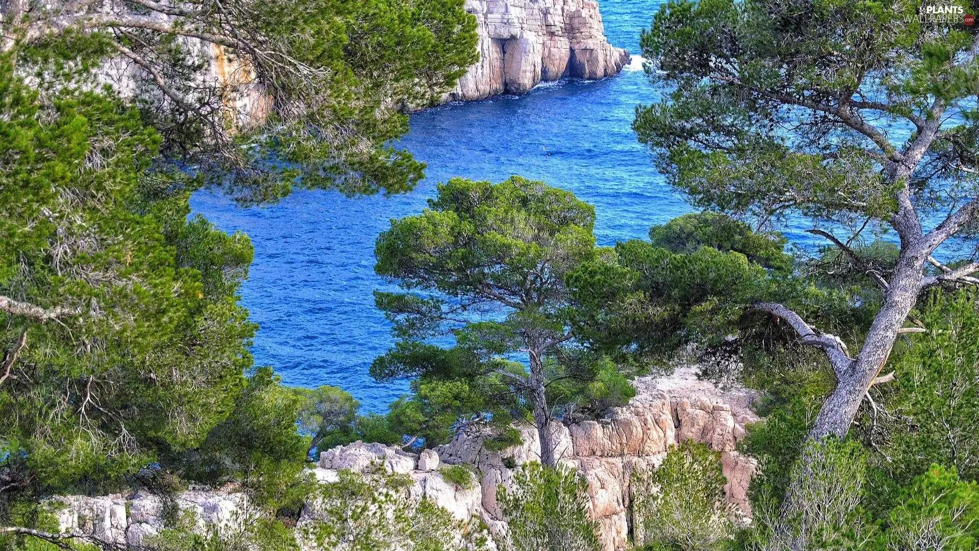 viewes, sea, rocks, trees, Coast