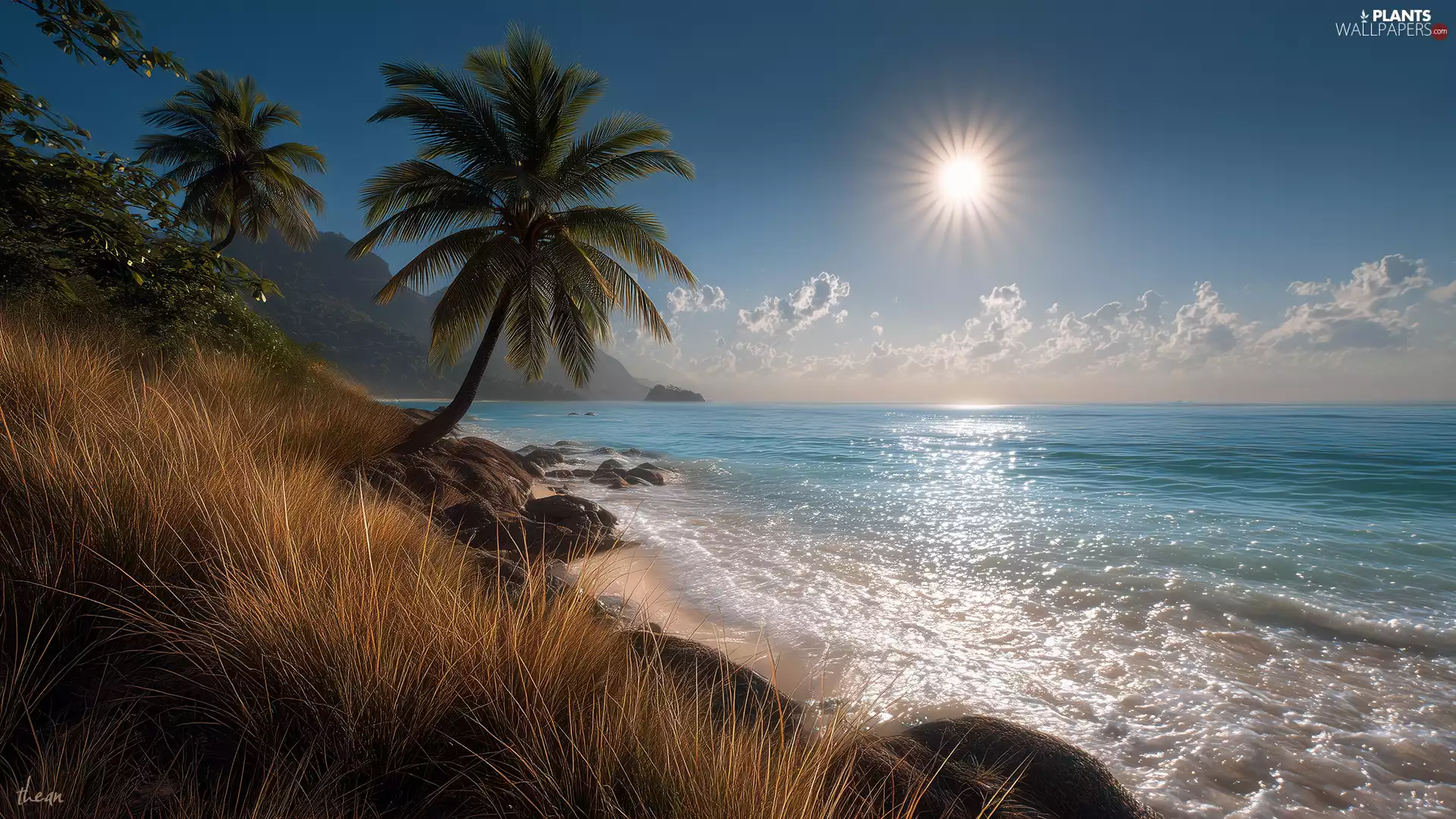 Ocean, grass, sun, sea, slope, Palm, Sky