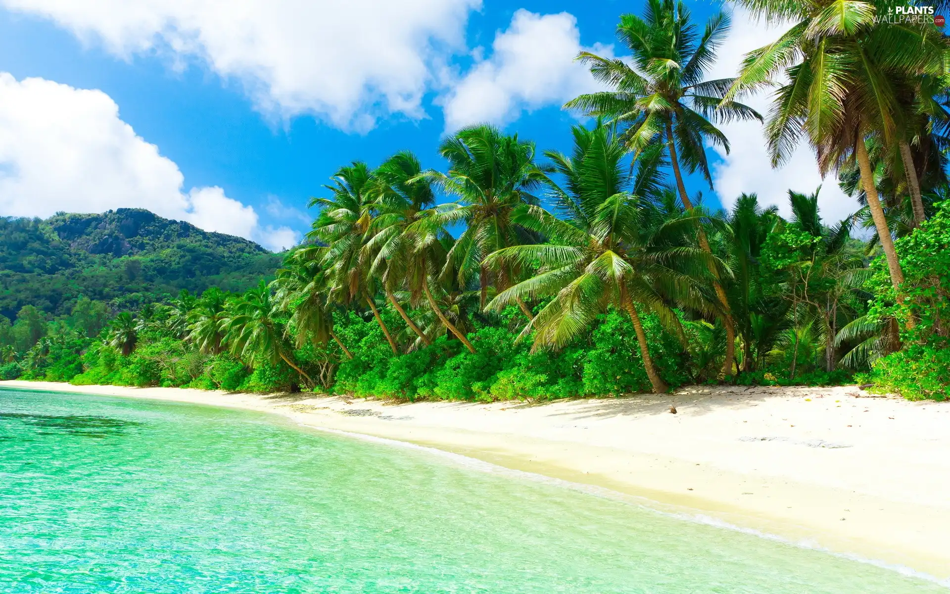 sea, Tropical, Palms, Mountains, Beaches