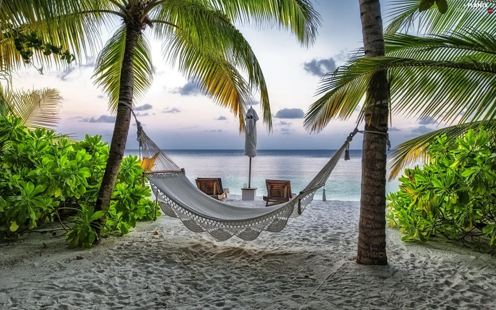 Palms, Beaches, sea, Tropical, Bush, Hammock