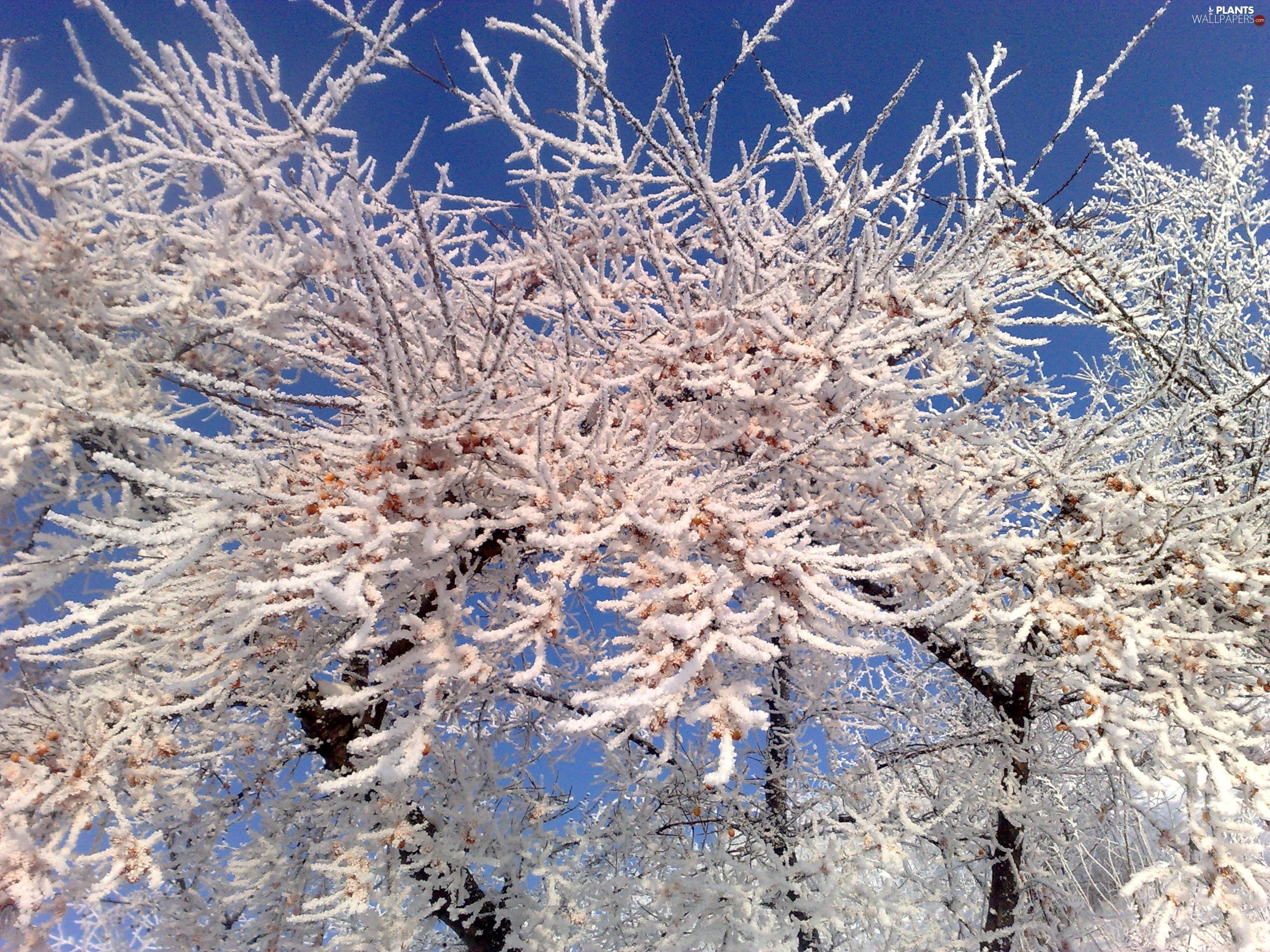 Sea Buckthorn, winter