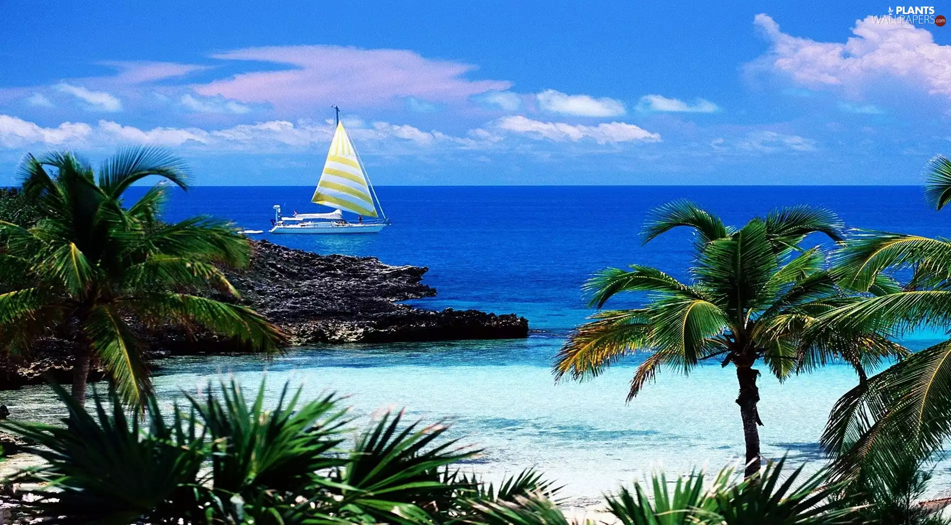 Yacht, Coast, Palms, sea