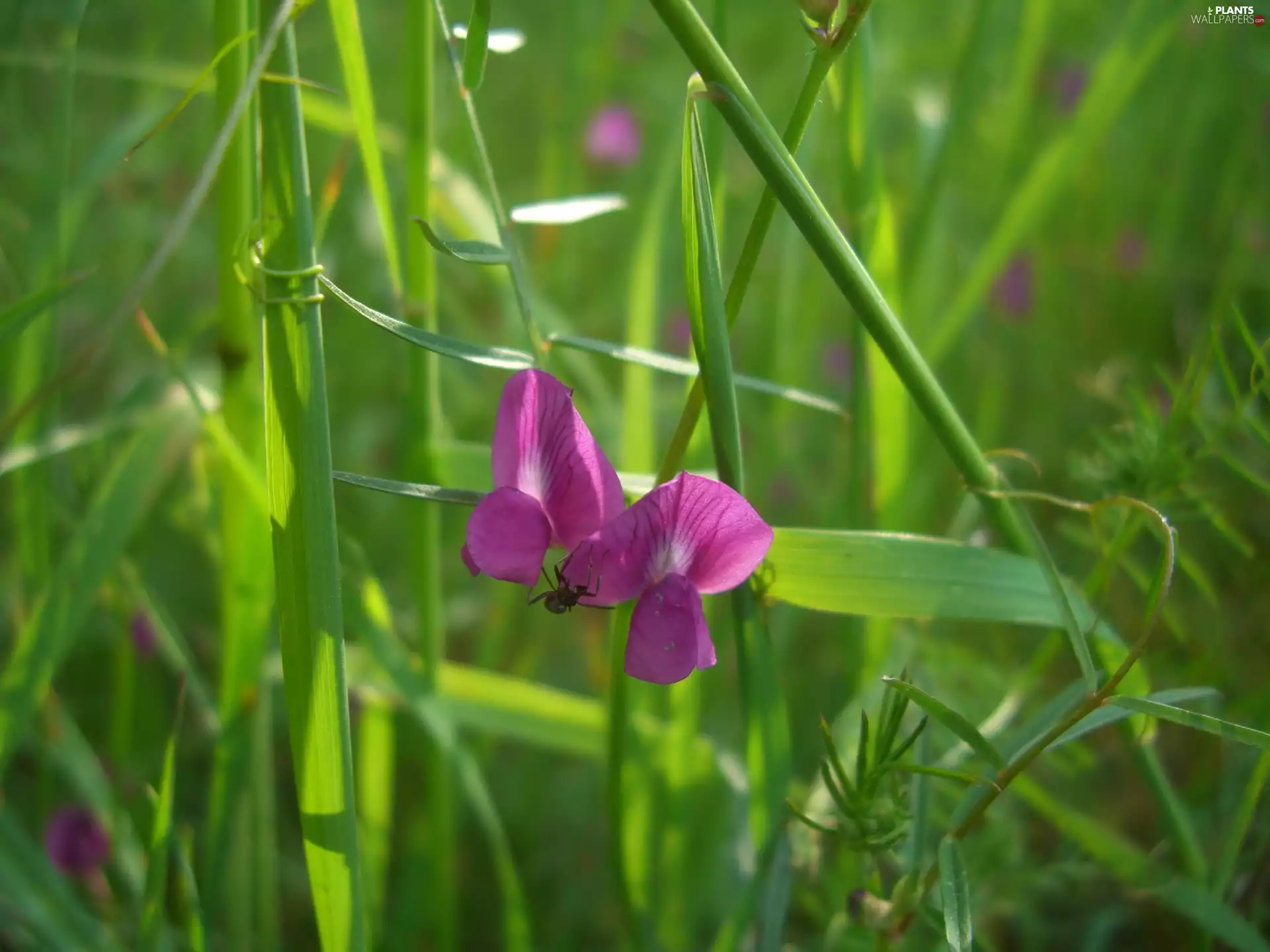 Flowers, Pea, grass, Seed, Vetch, purple, spider