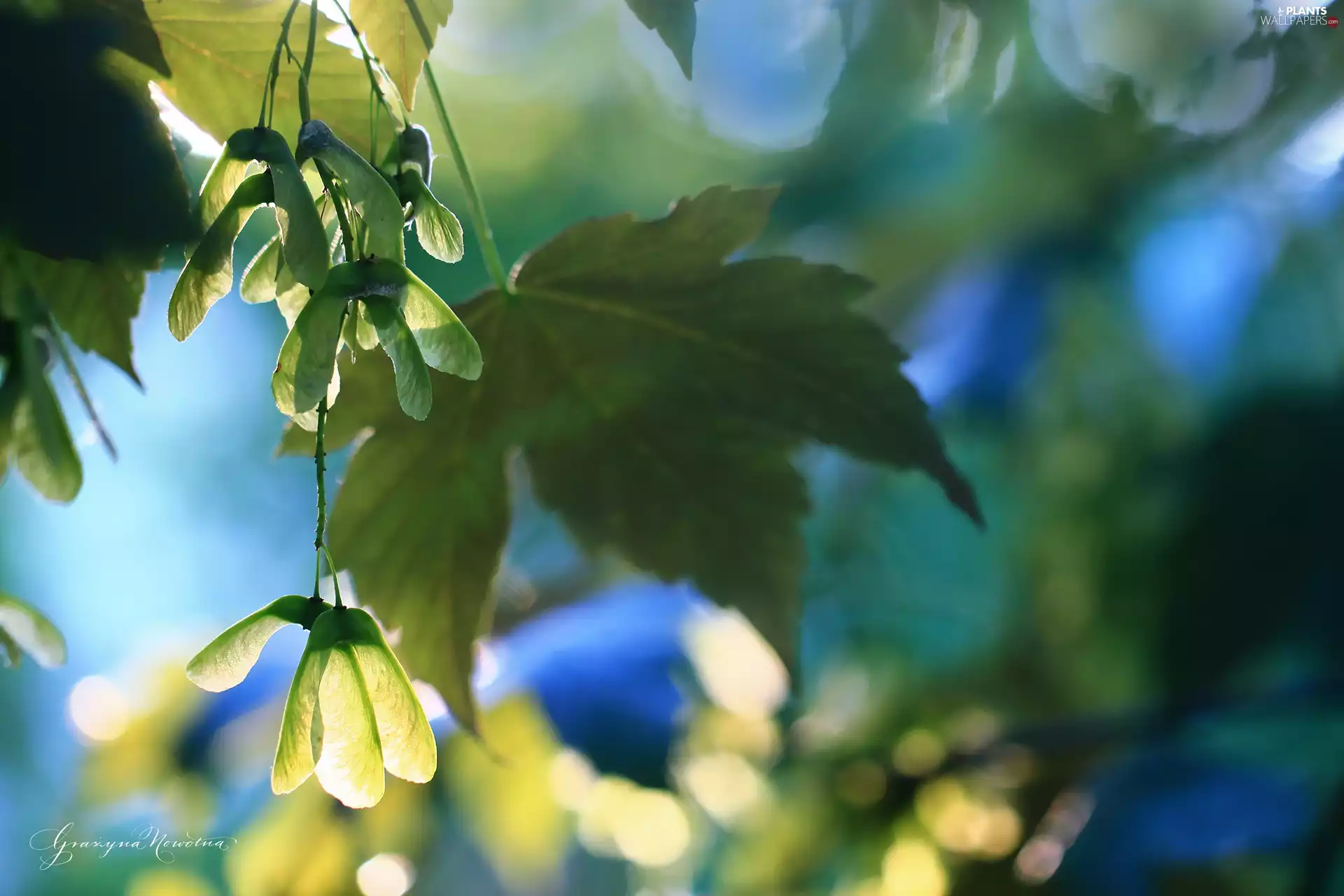 Seeds, maple, Leaf