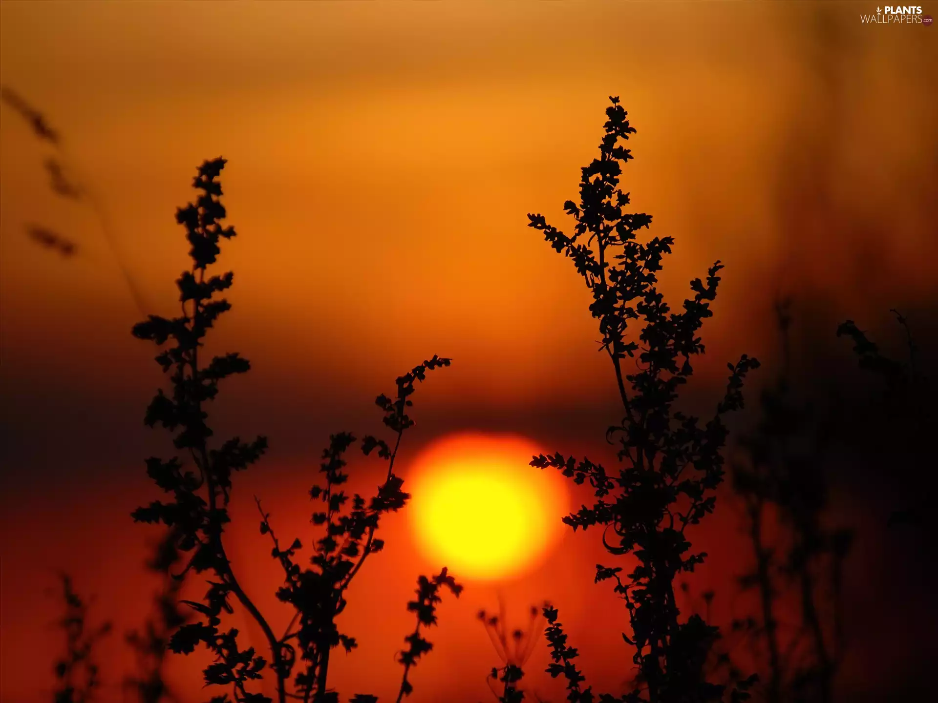 sunset, by, grass, seen