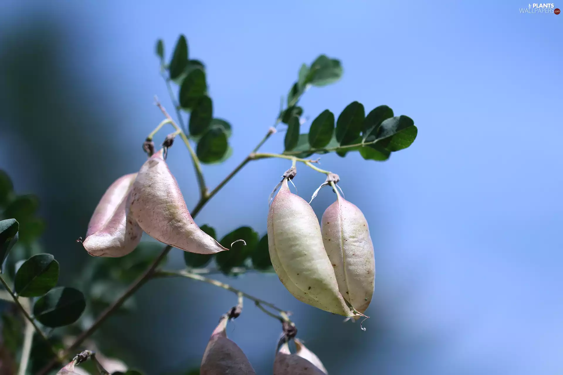 Fruits, pods, Bladder-senna, dry, Bush
