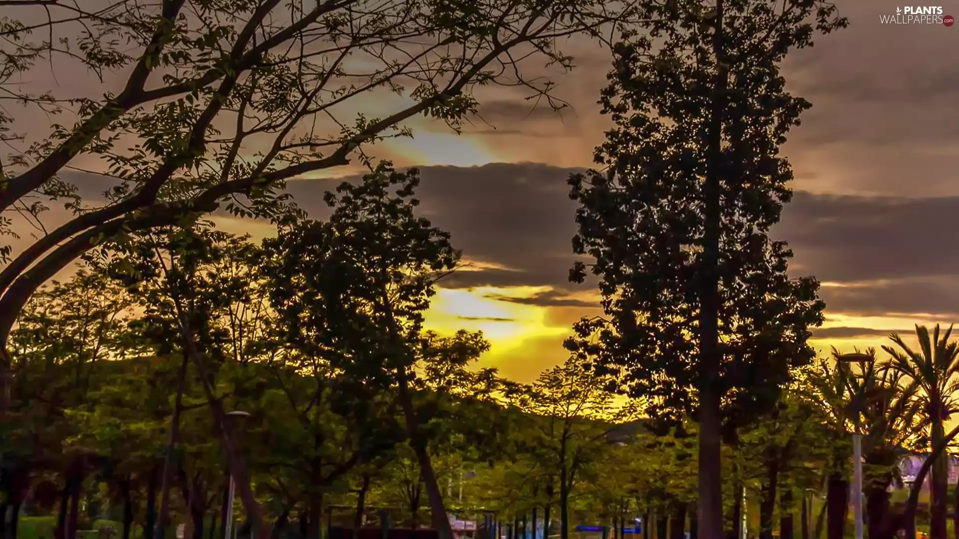 The setting, branches, trees, sun