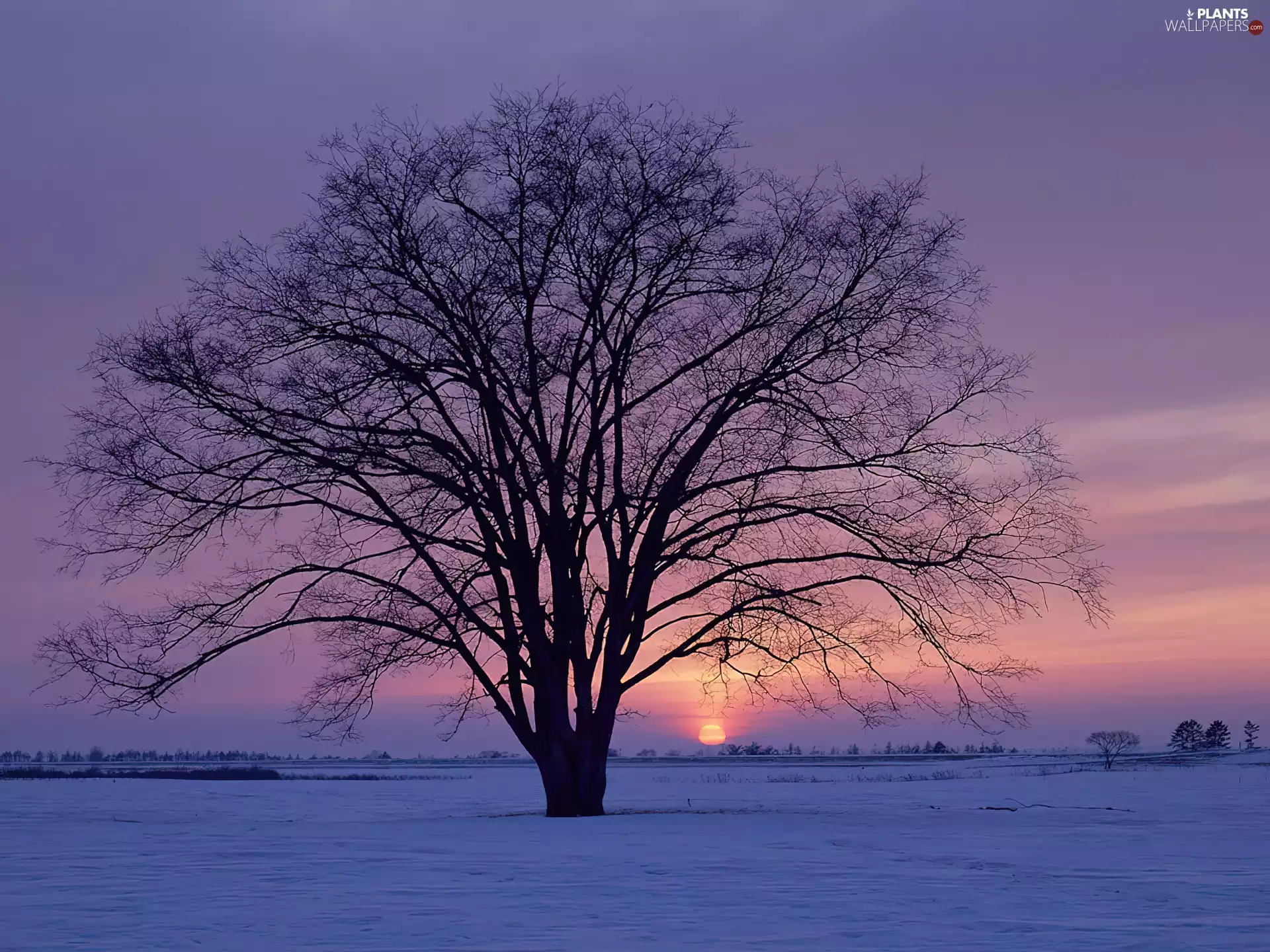The setting, lonely, trees, sun