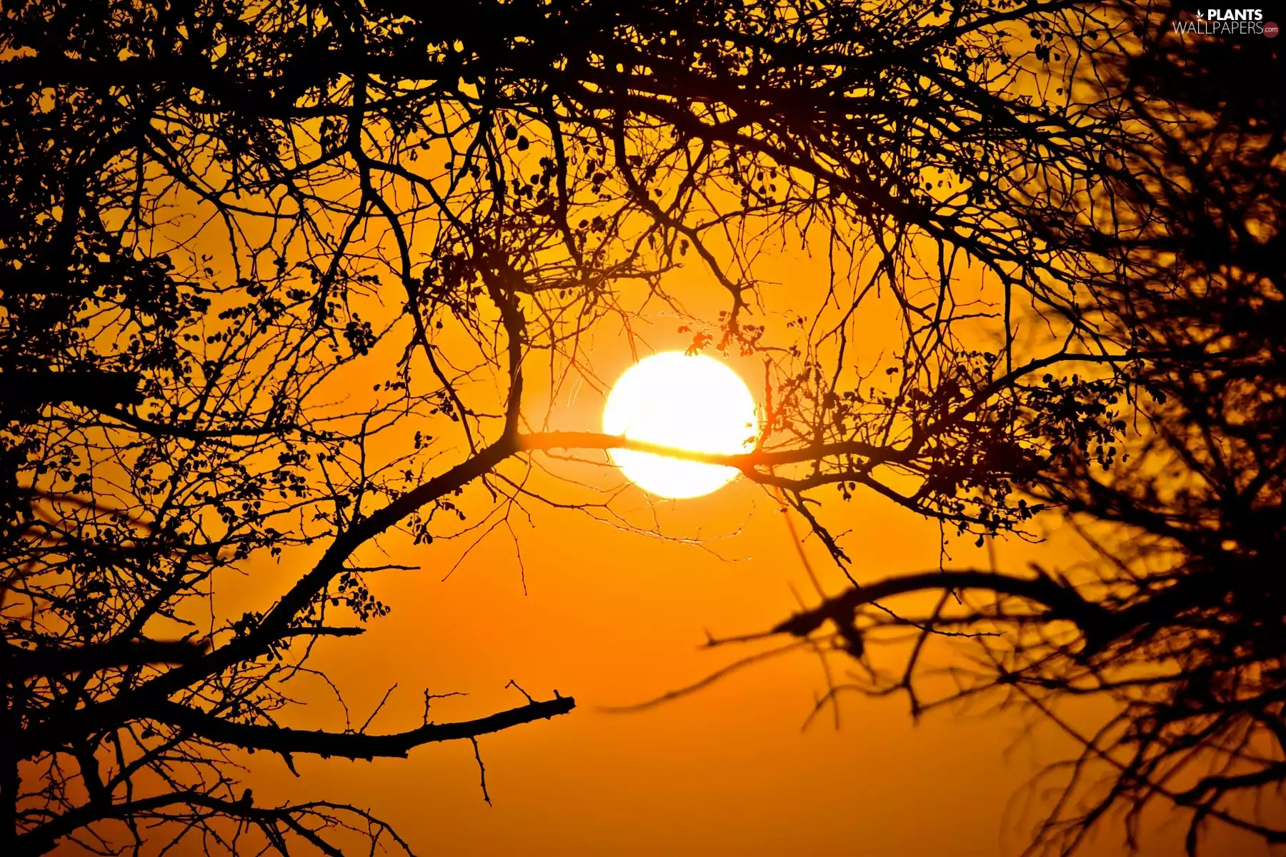 an, trees, The Setting, sun, tle, viewes